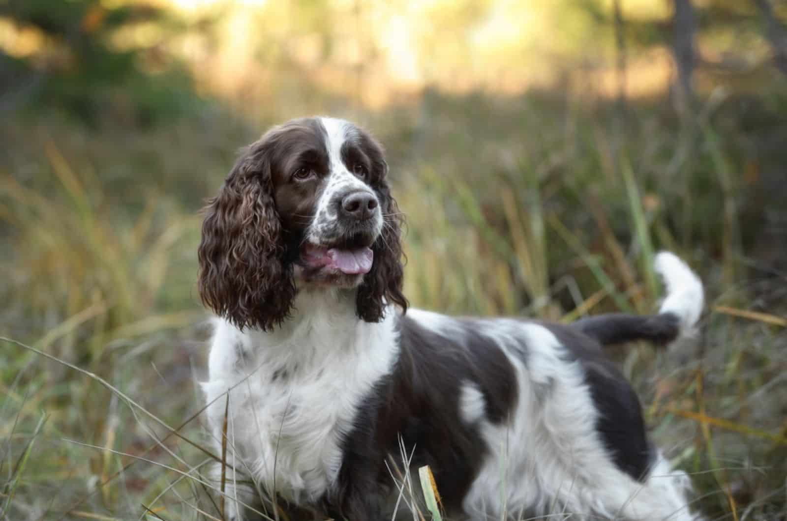 Springer Spaniel Growth Chart – Monthly Guide