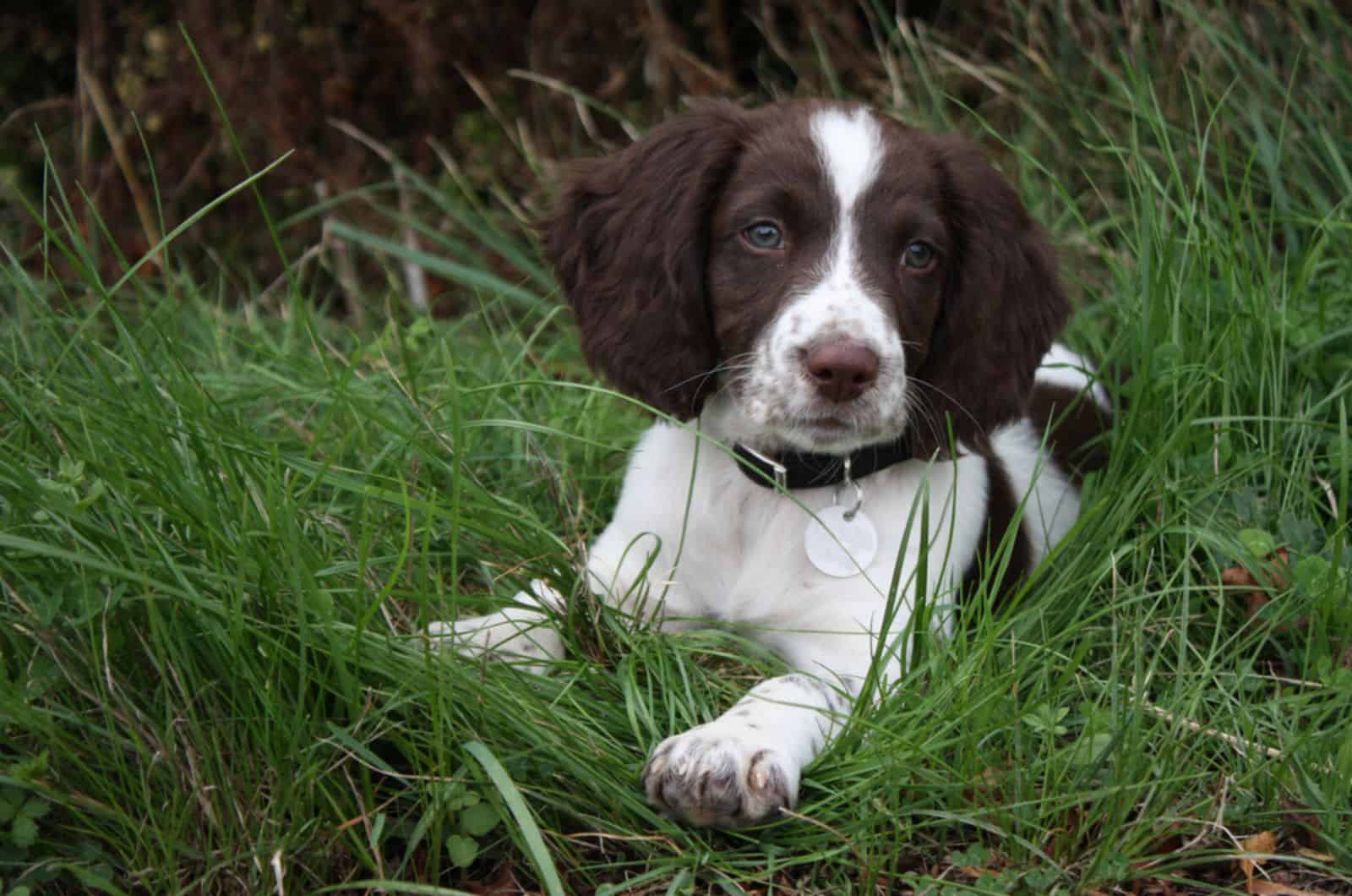 springer spaniel puppy lying in the grass