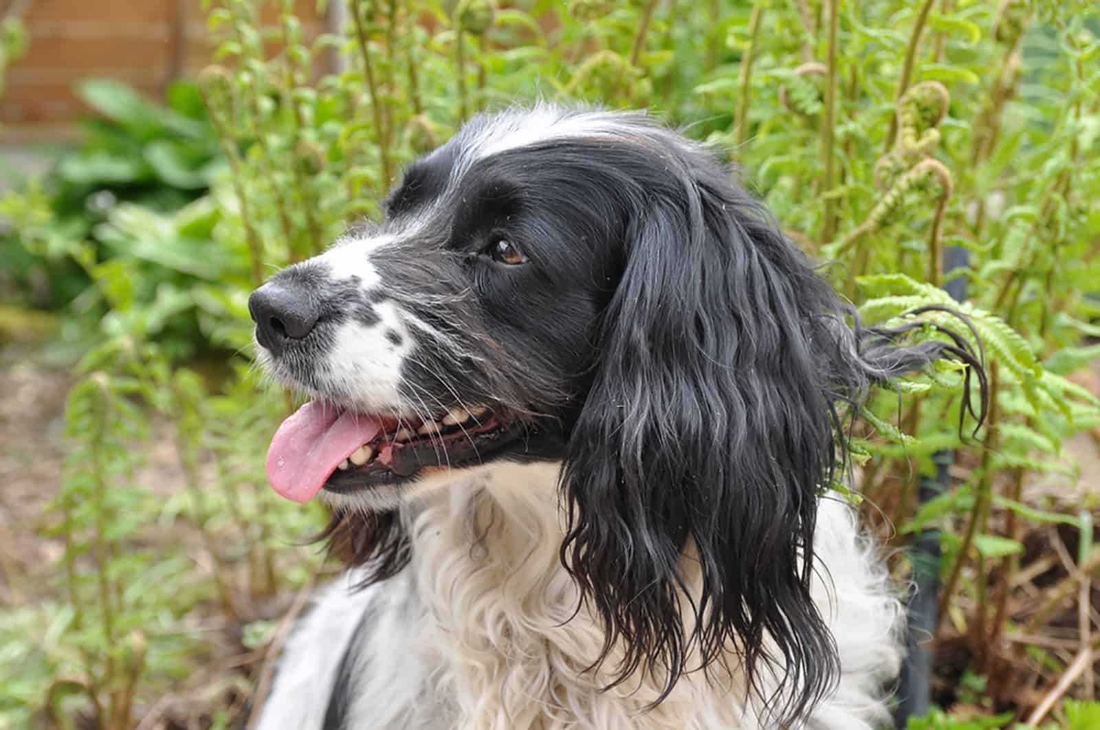 sprocker spaniel in the garden