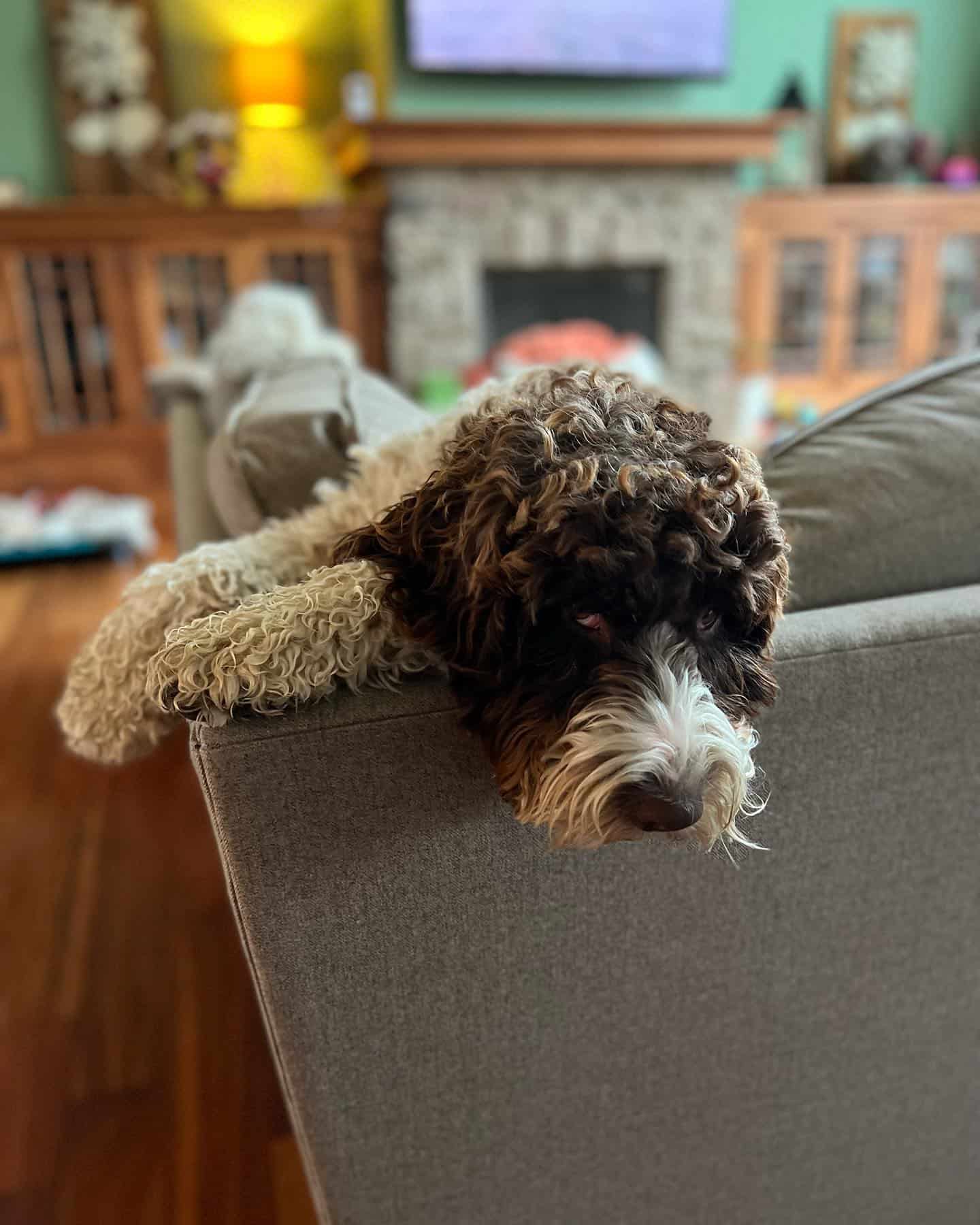 sproodle dog on the couch