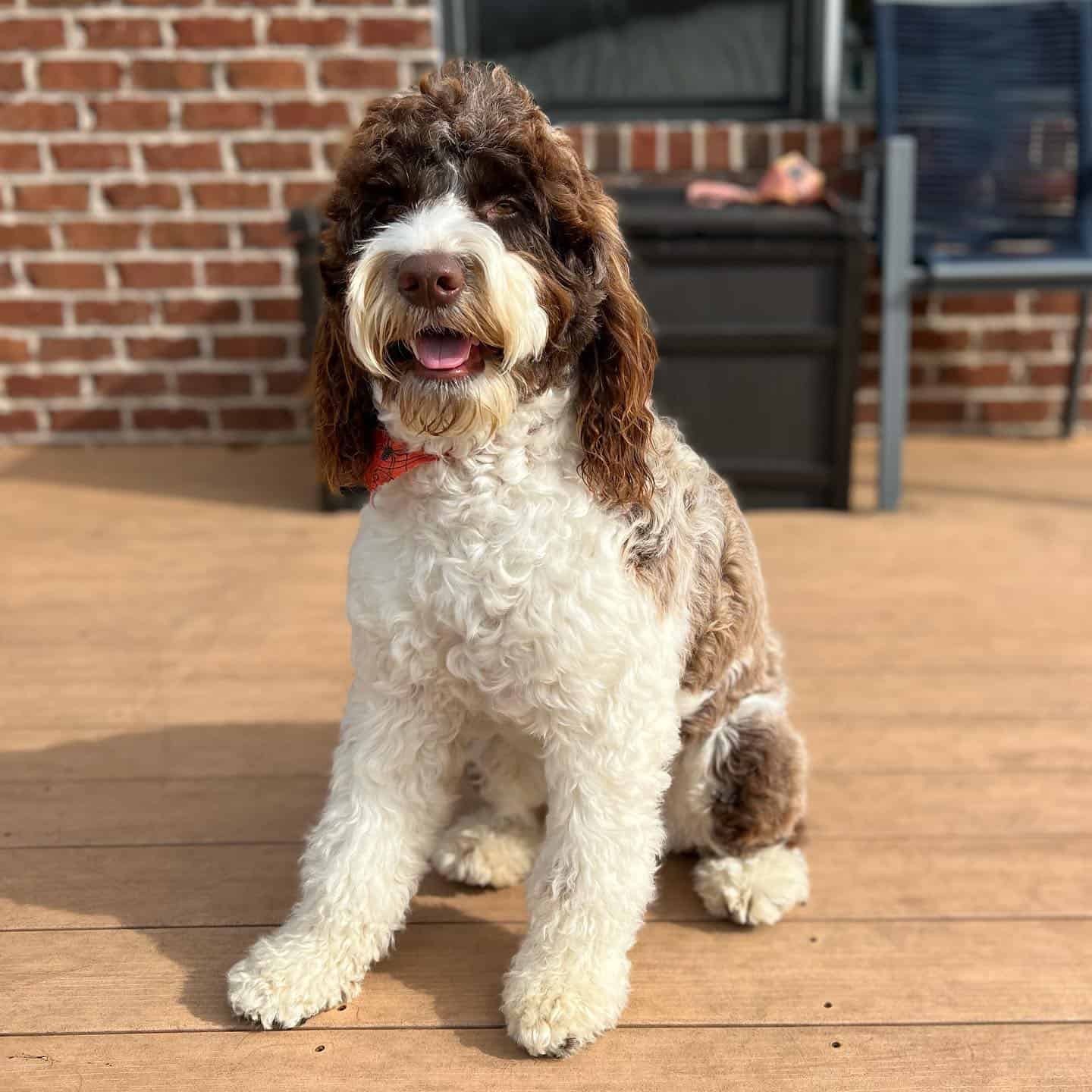 sproodle dog sitting on the wooden floor