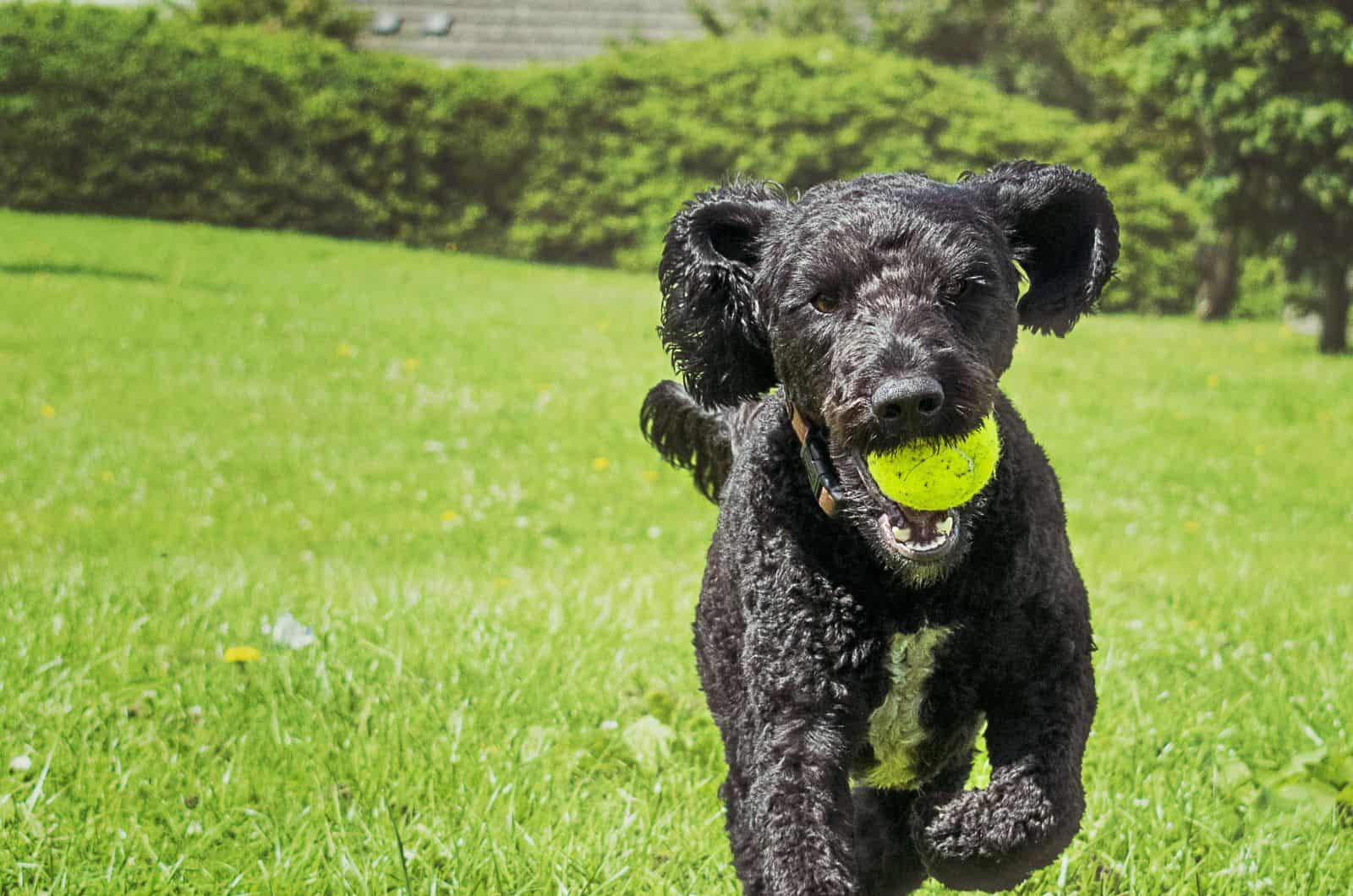 Sproodle playing outside