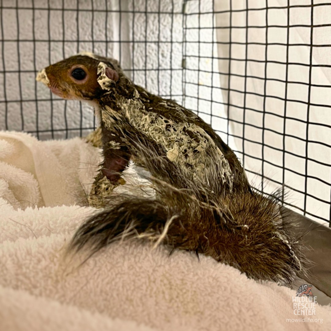 squirrel on a white blanket