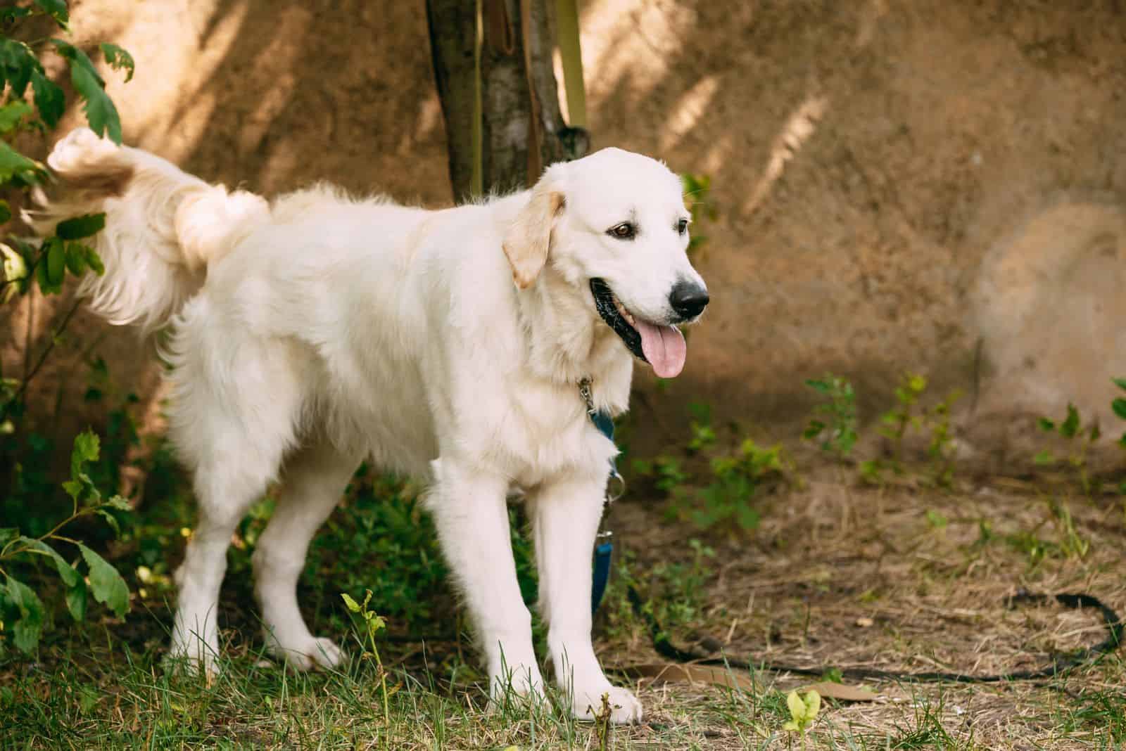 St. John’s Water Dog, The Ancestor Of Amphibious Canines