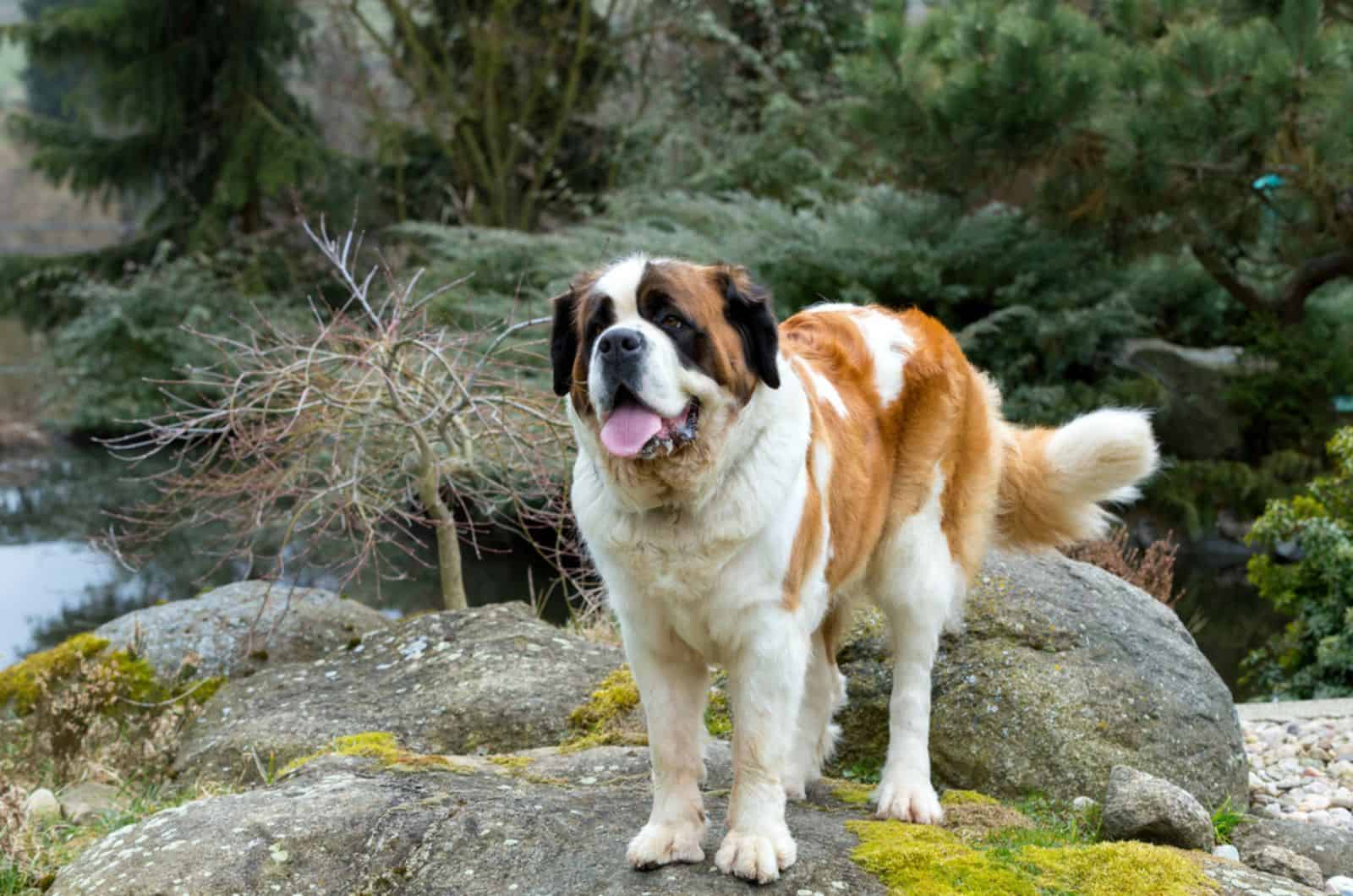 st. bernard dog in nature