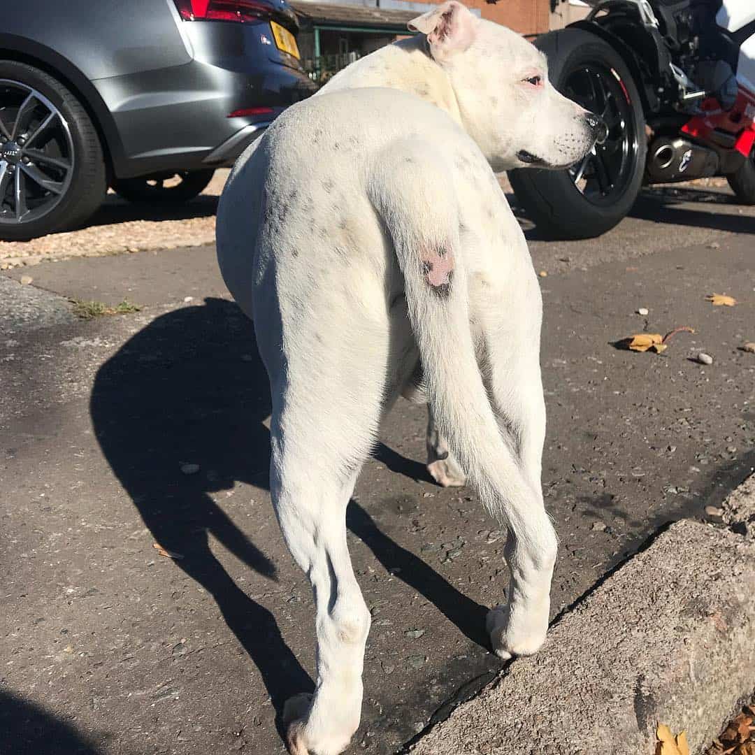 staffie with stud tail