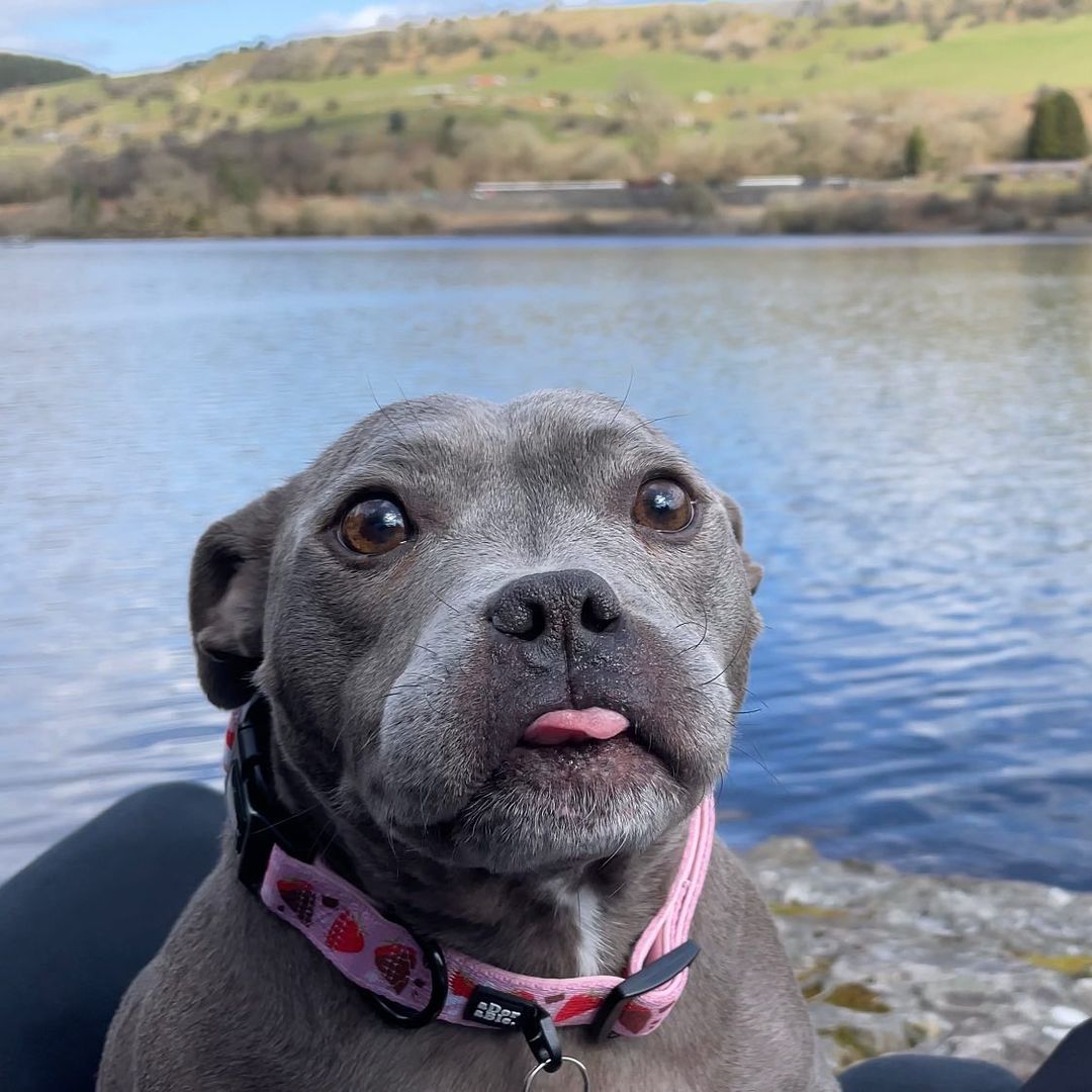 stafford dog by the lake