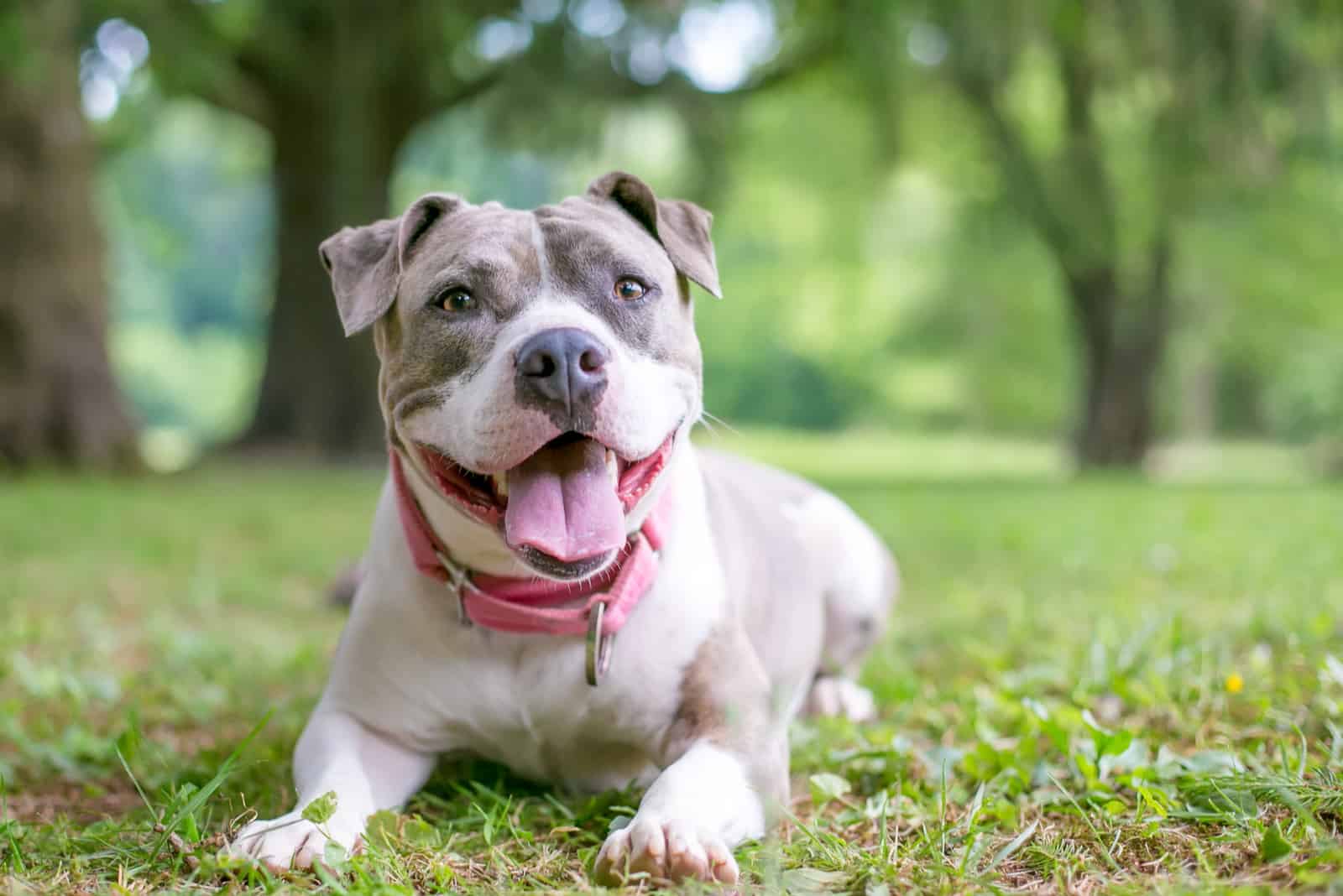 Staffordshire Bull Terrier