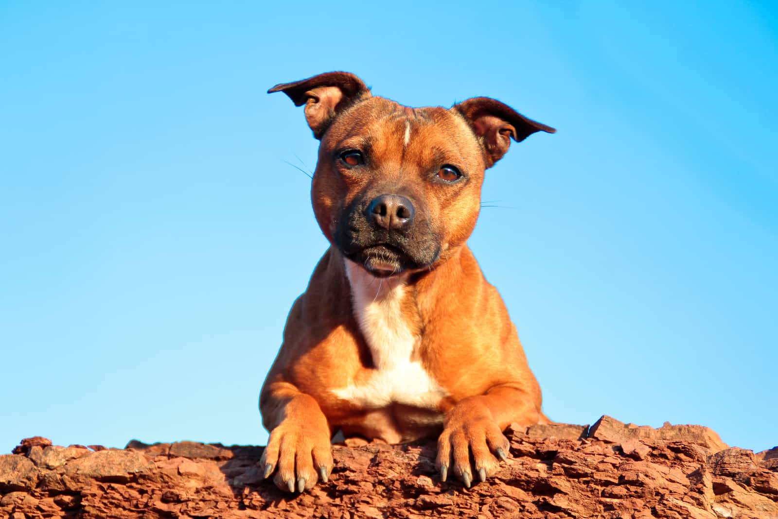 staffordshire bull terrier