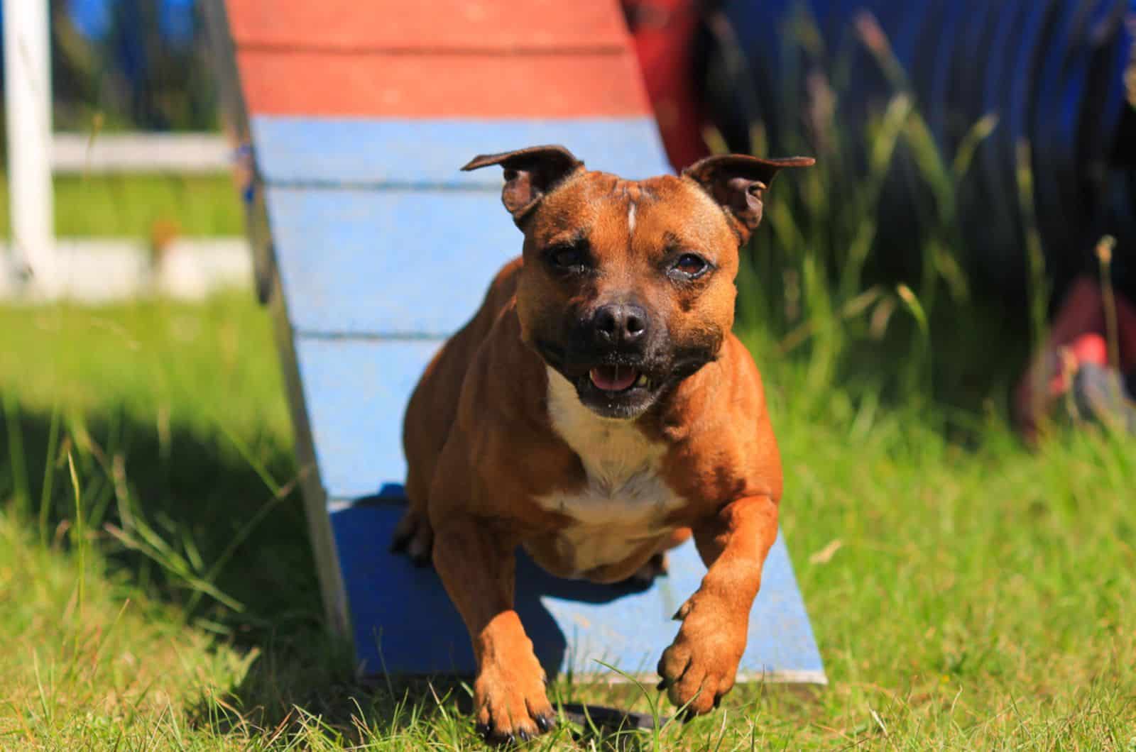 staffordshire bull terrier dog in the park