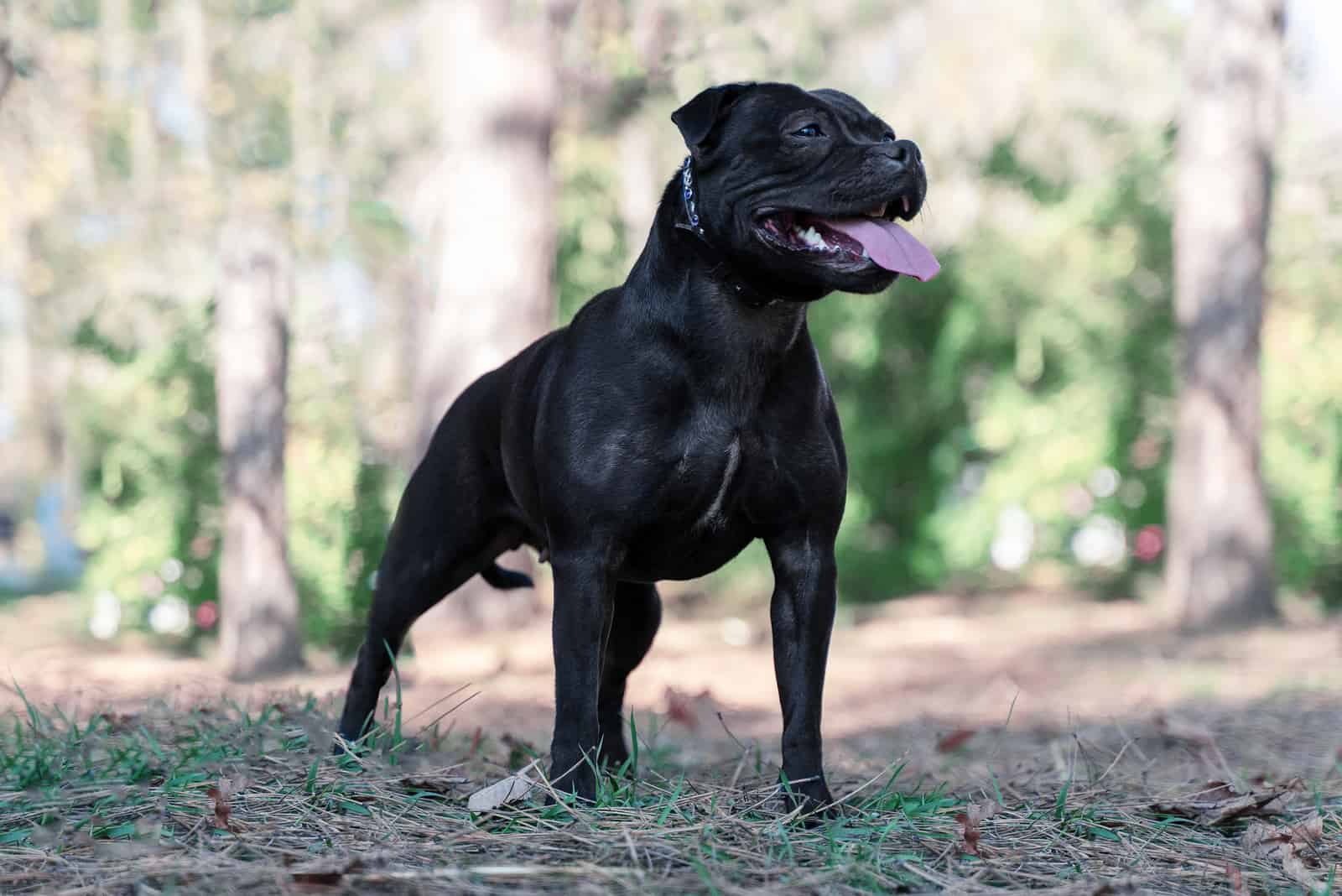 Staffordshire Bull Terrier standing outside