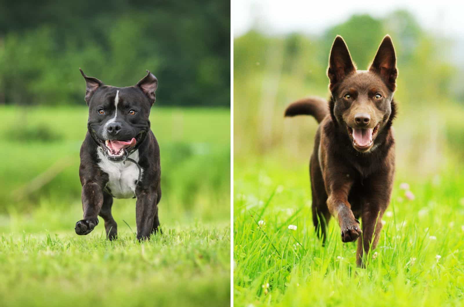 staffordshire bullterrier australian kelpie mix