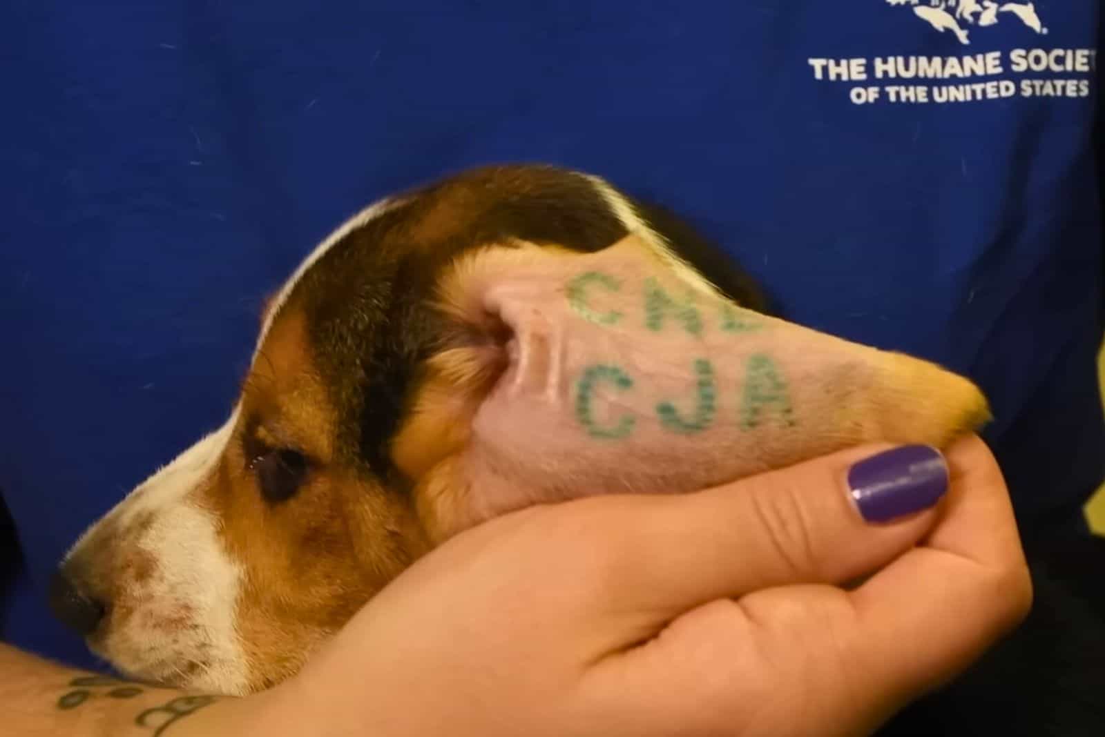 stamp on beagle ear