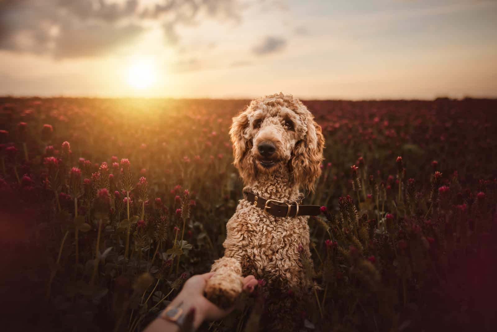 standard apricot poodle