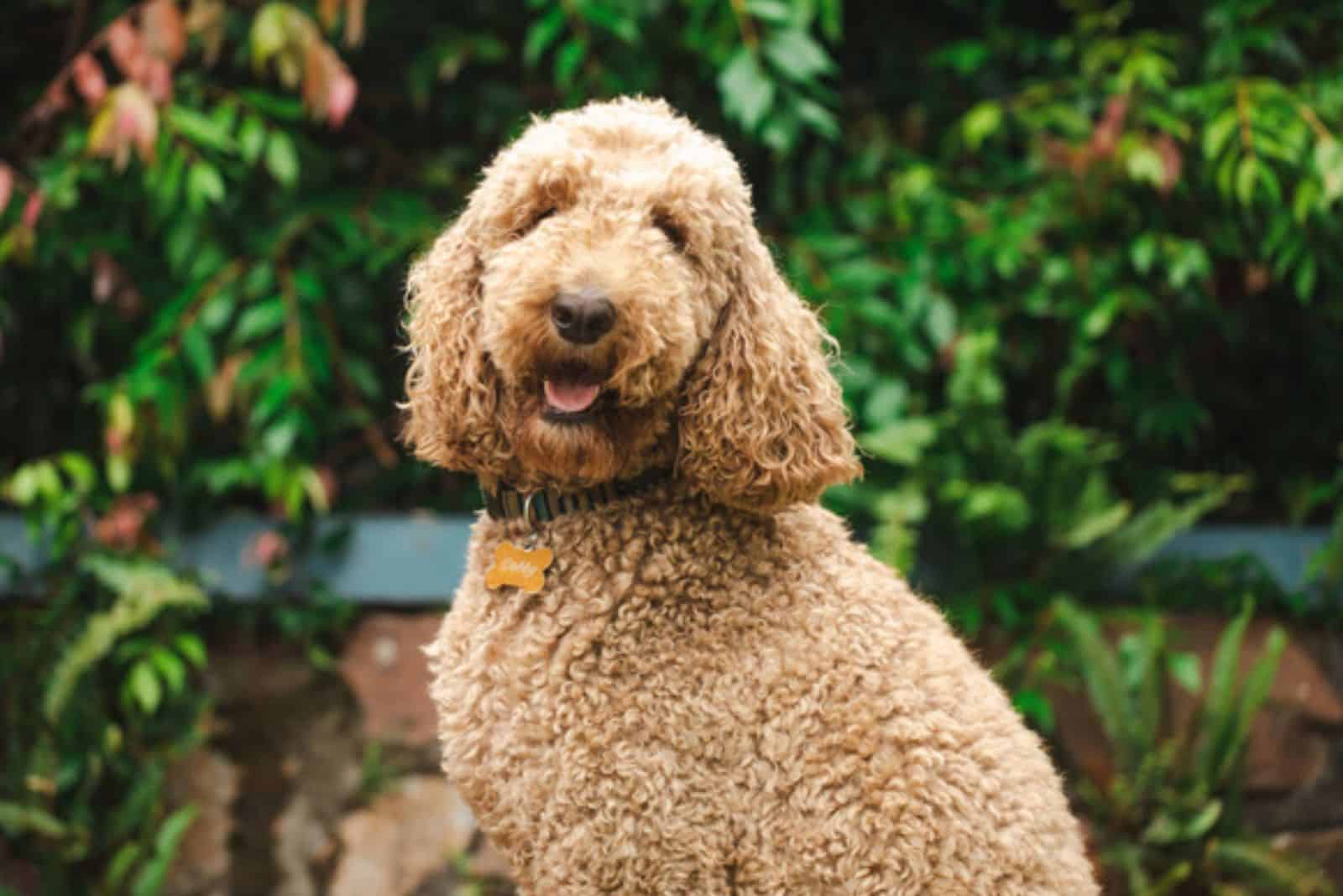 standard goldendoodle in the yard