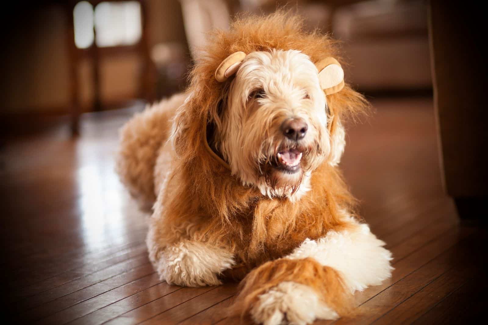 Standard Goldendoodle: The Best Buddy For Life