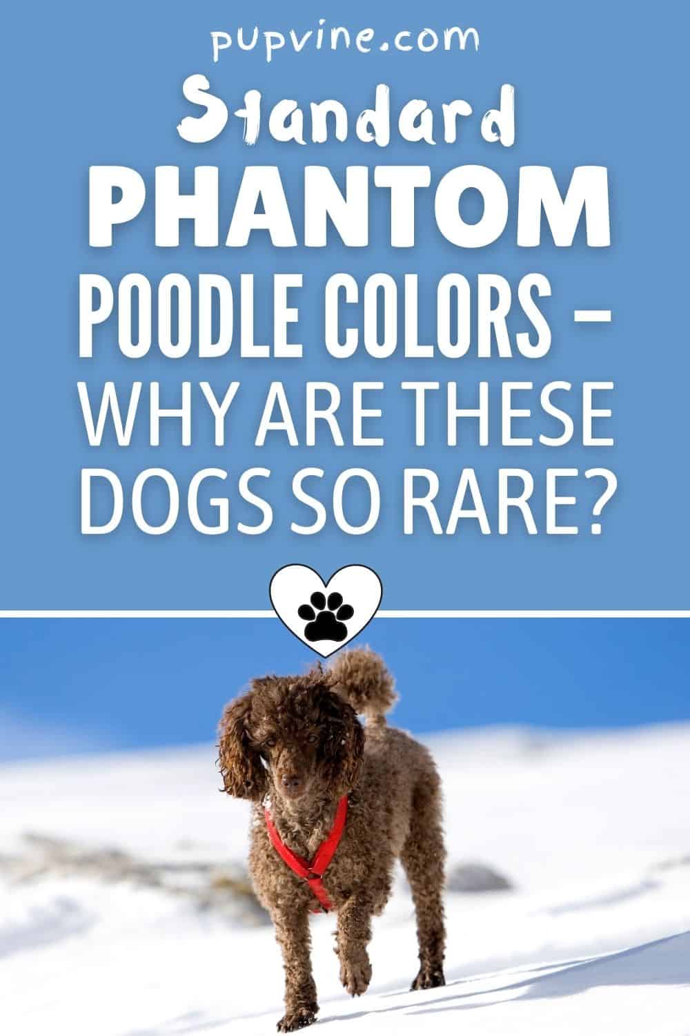 Standard Phantom Poodle Colors – Why Are These Dogs So Rare?