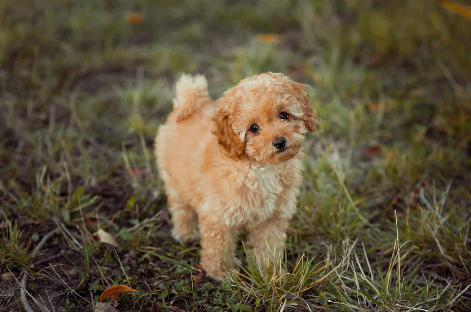 Standard Poodle stands and looks at the camera