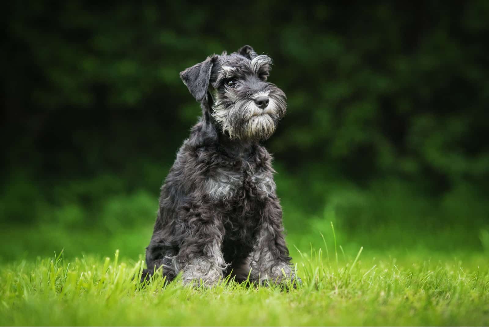 Standard Schnauzer Breeders: Top 5 Options