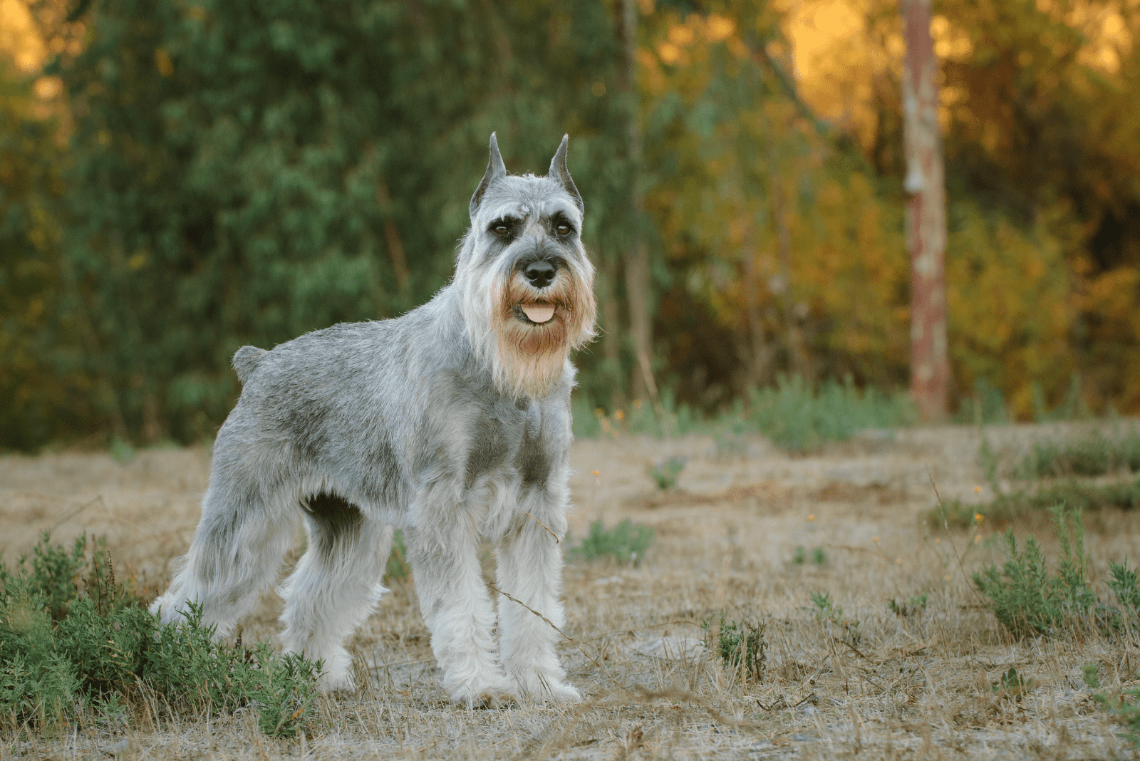 Standard Schnauzer standing in field