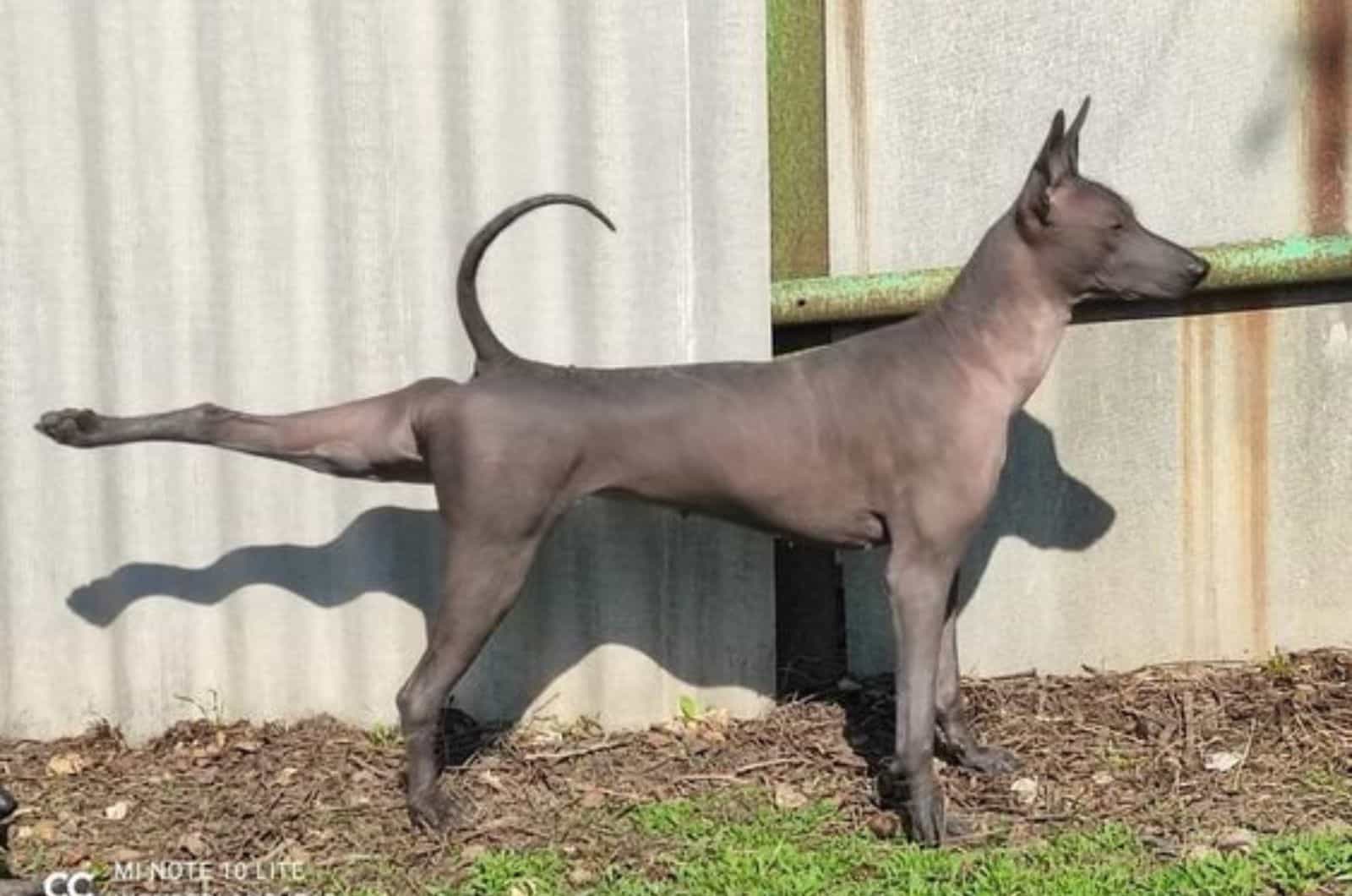 standard xoloitzcuintli stretches his back leg