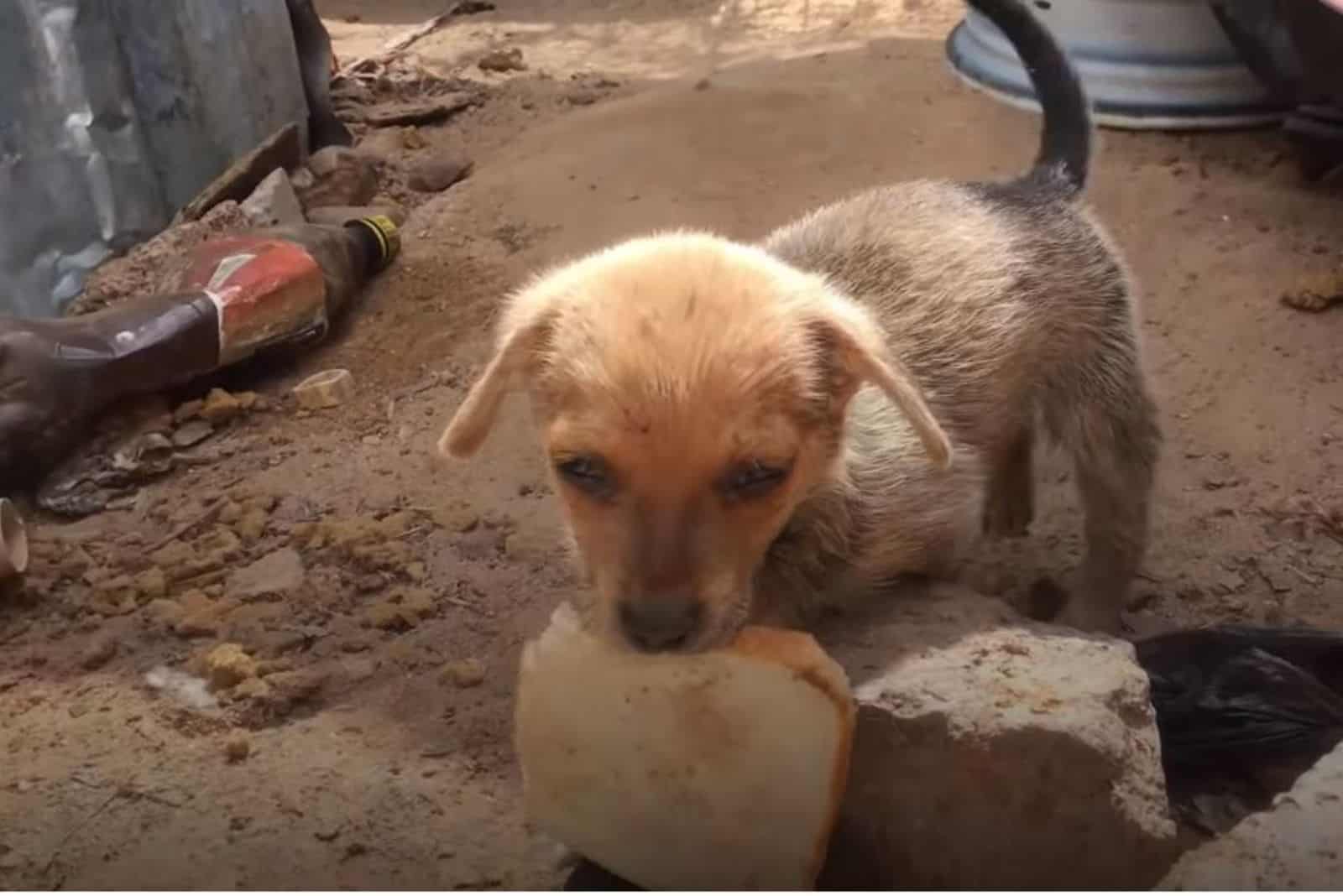 Rescuers Were Heartbroken When They Saw This Starving Puppy Offering Them A Slice Of Bread