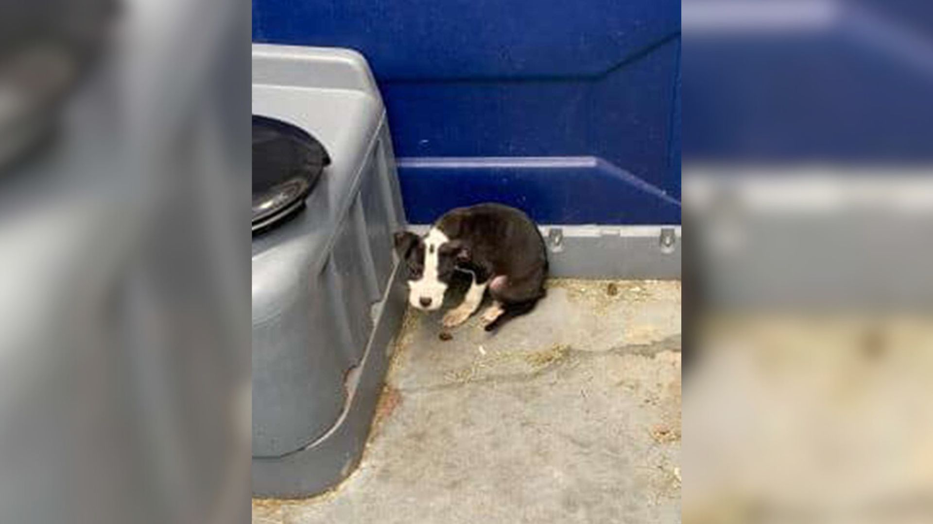 Starving 8-Week-Old Puppy Abandoned In An Outdoor Toilet Is Over The Moon To Be Rescued