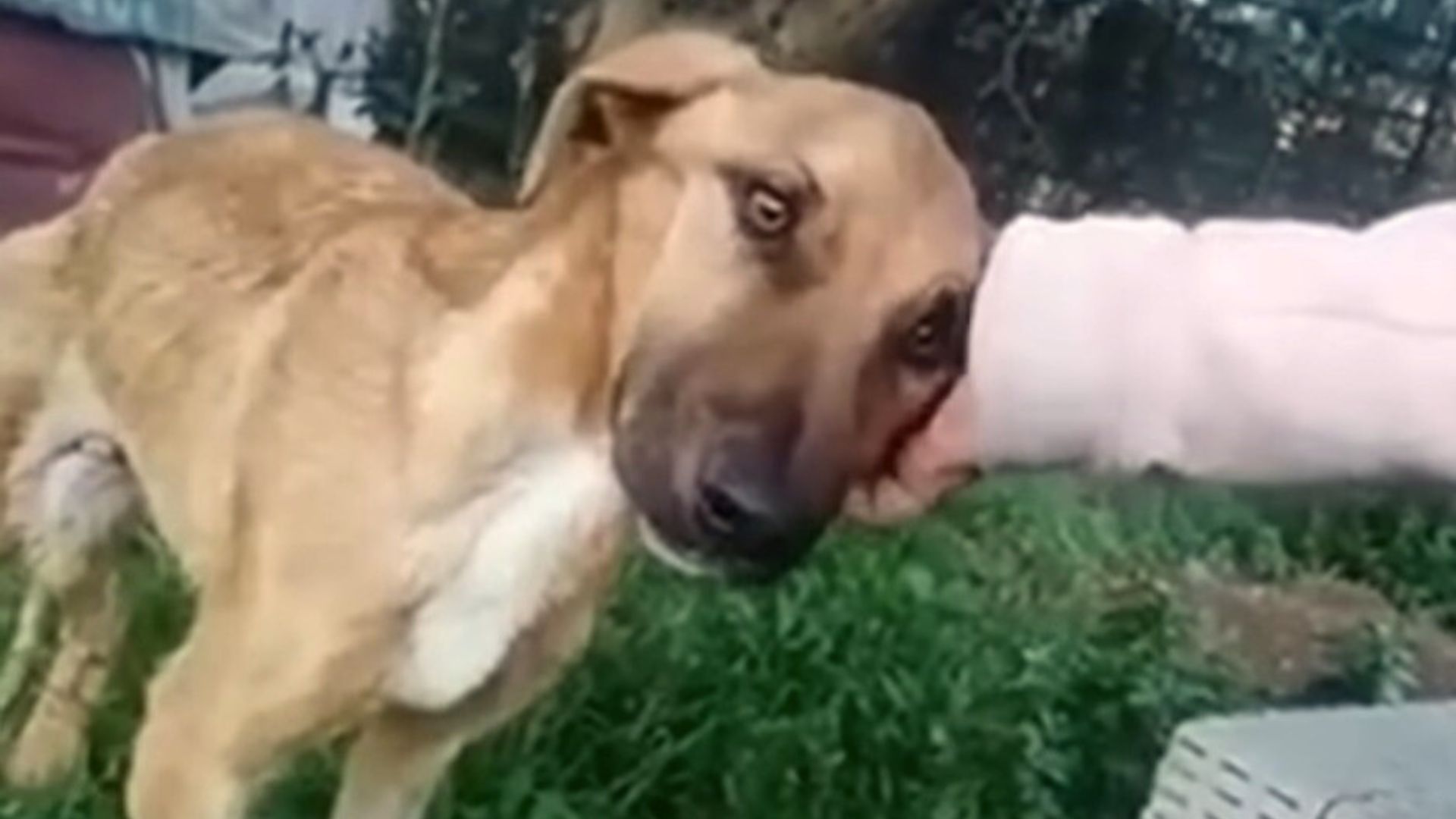 Severely Malnourished Dog Really Needed Help And Then He Met The Most Amazing Person