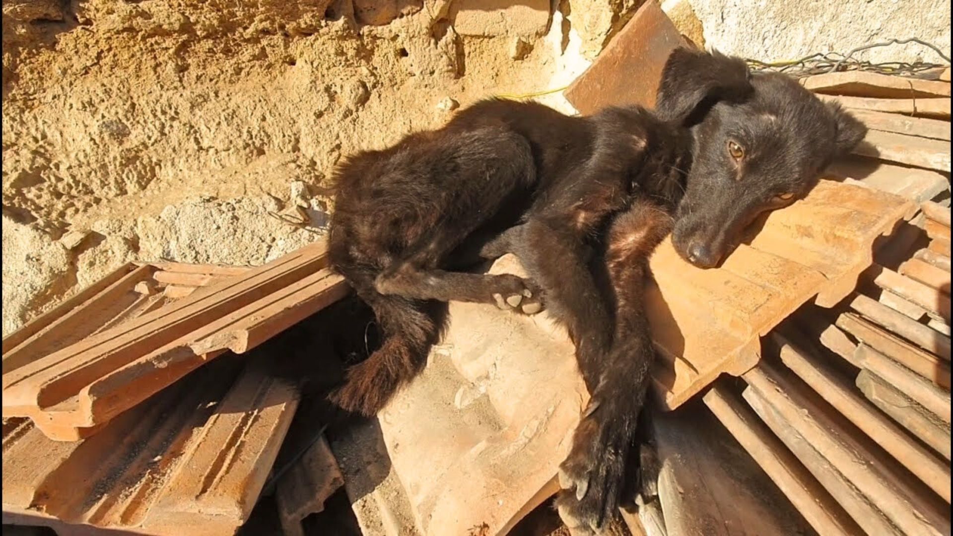 Helpless Puppy Found Sleeping On A Pile Of Tiles In Front Of A Garage