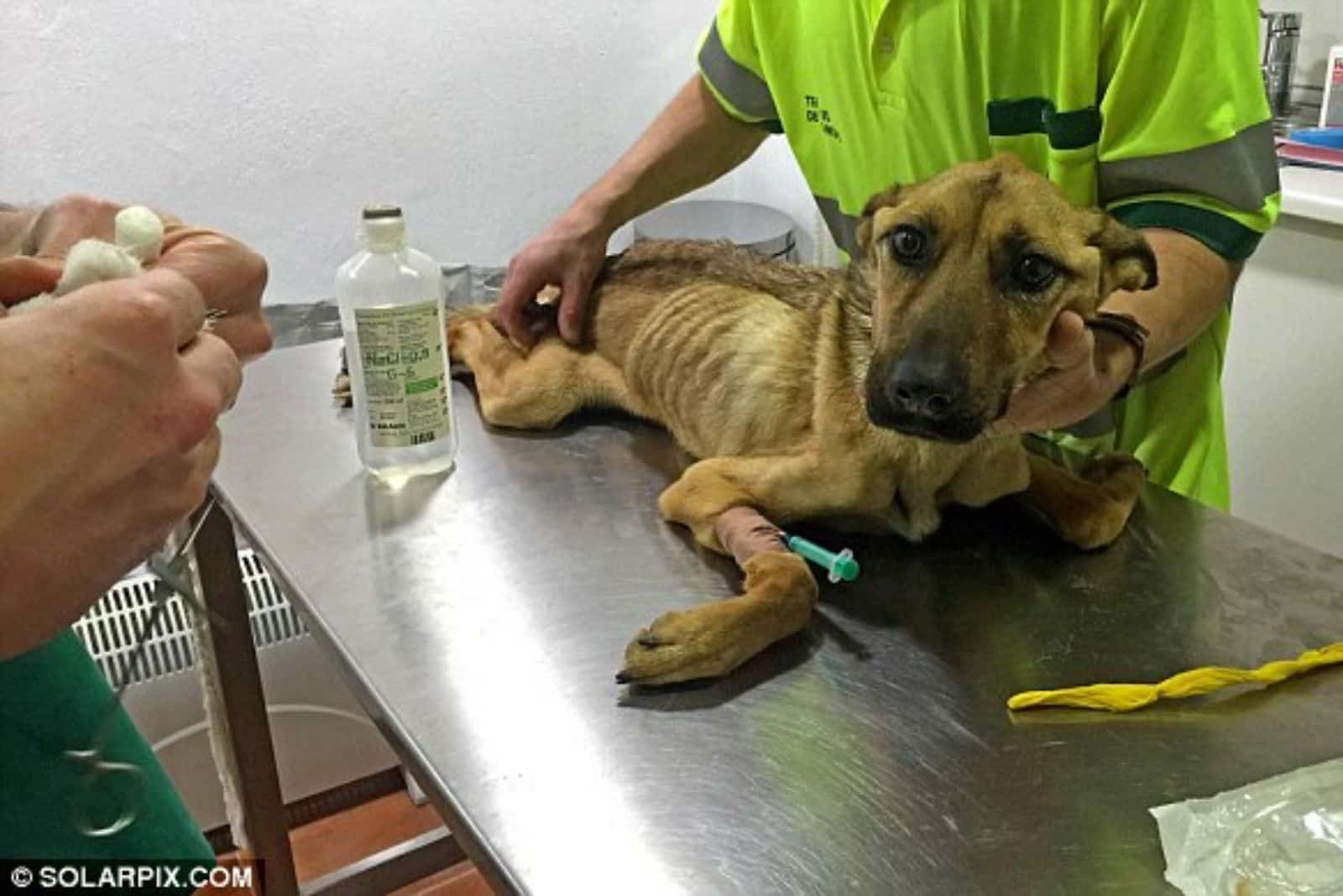 starving puppy lying on examination table at vet clinic
