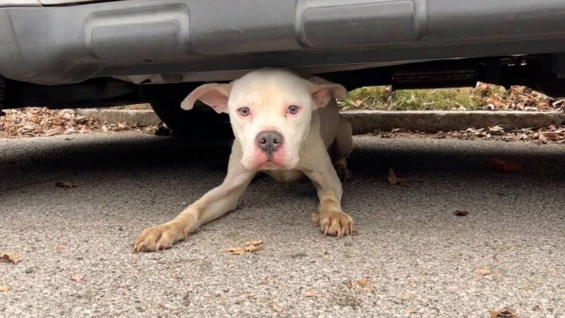 Rescuers Found This Starving Dog Hiding Under A Car Only Waiting For Help