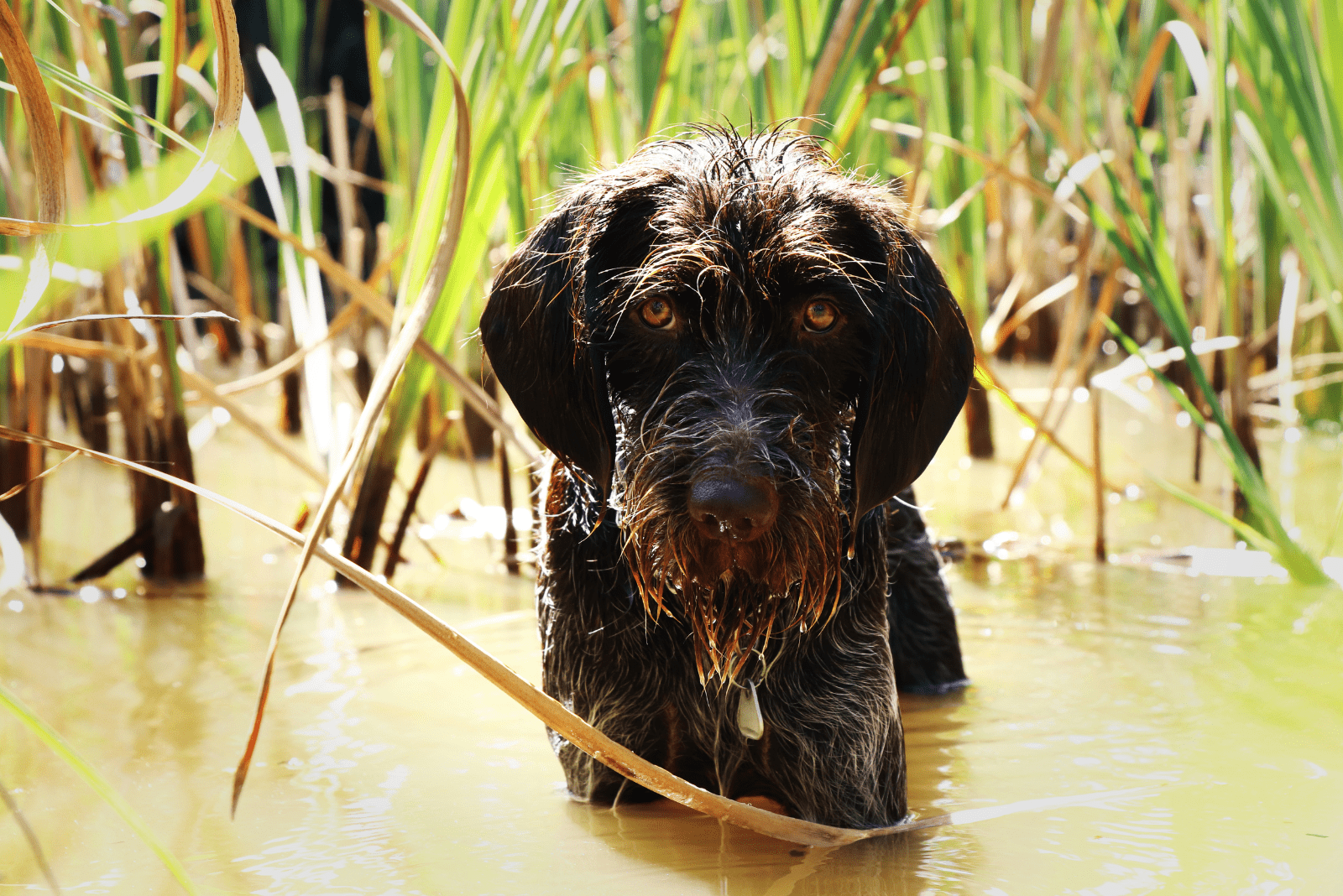 Stichelhaar emerges from the water