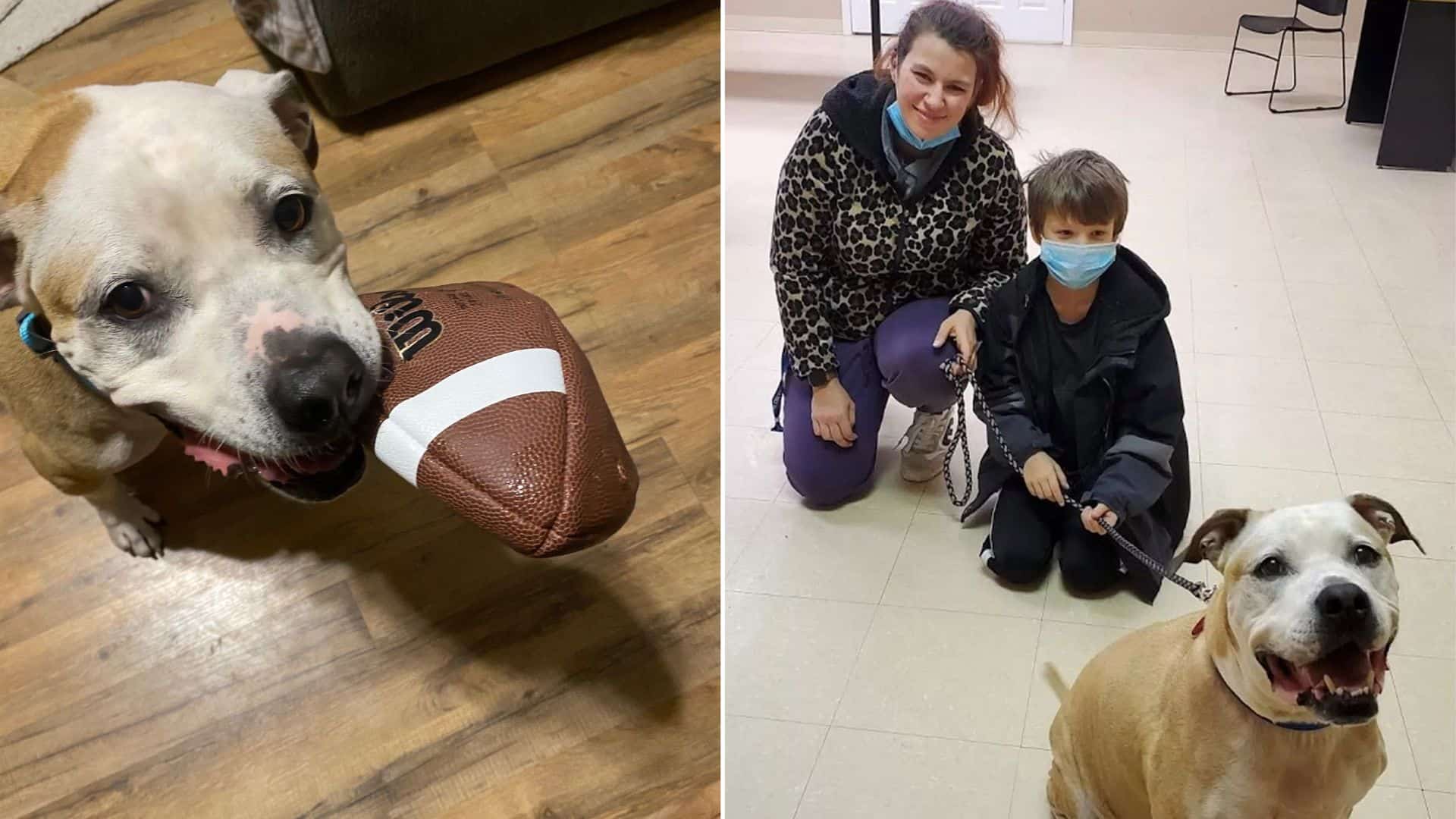 Stolen Pittie Terrier Mix, Junior, Reunites With His Family After 8 Long Years