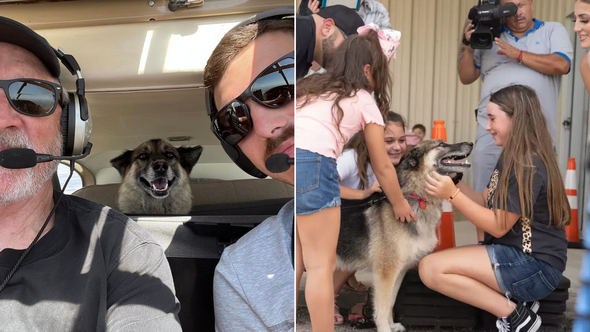 Stolen Years Ago, Canine Flies 600 Miles To Reunite With Her Hoomans