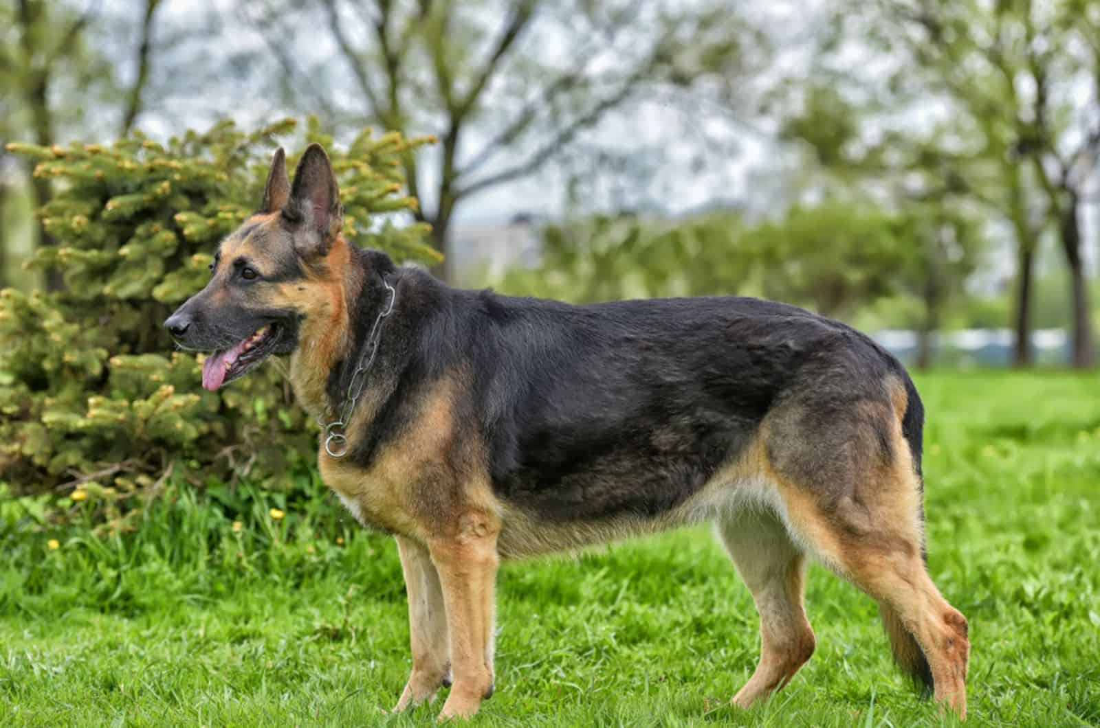 Straight Back German Shepherd: A Healthier GSD?