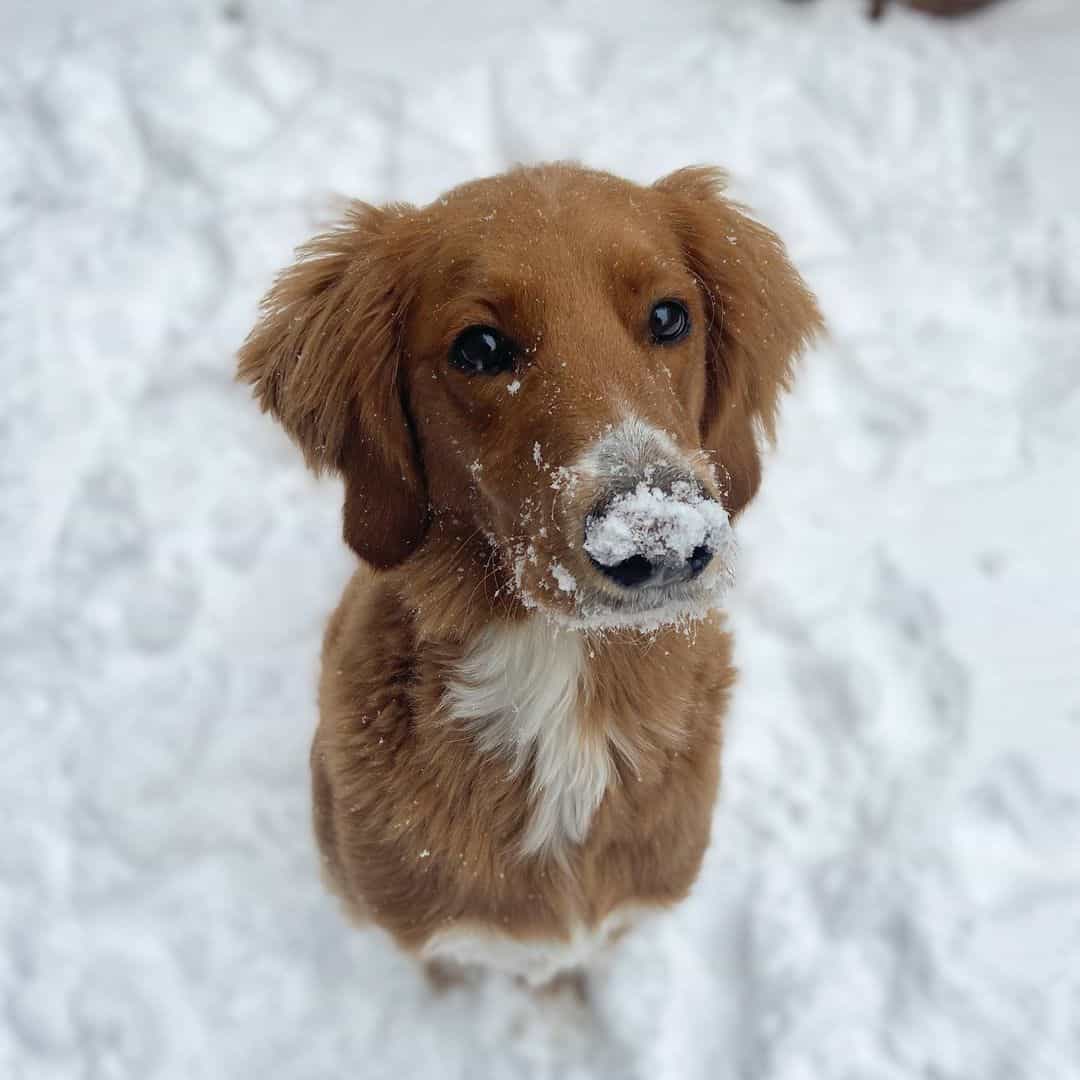 straight hair goldendoodle in snow