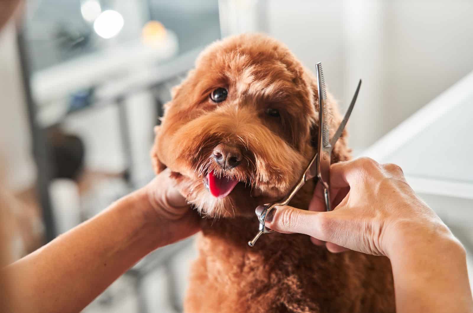 Straight Hair Labradoodle hetting haircut