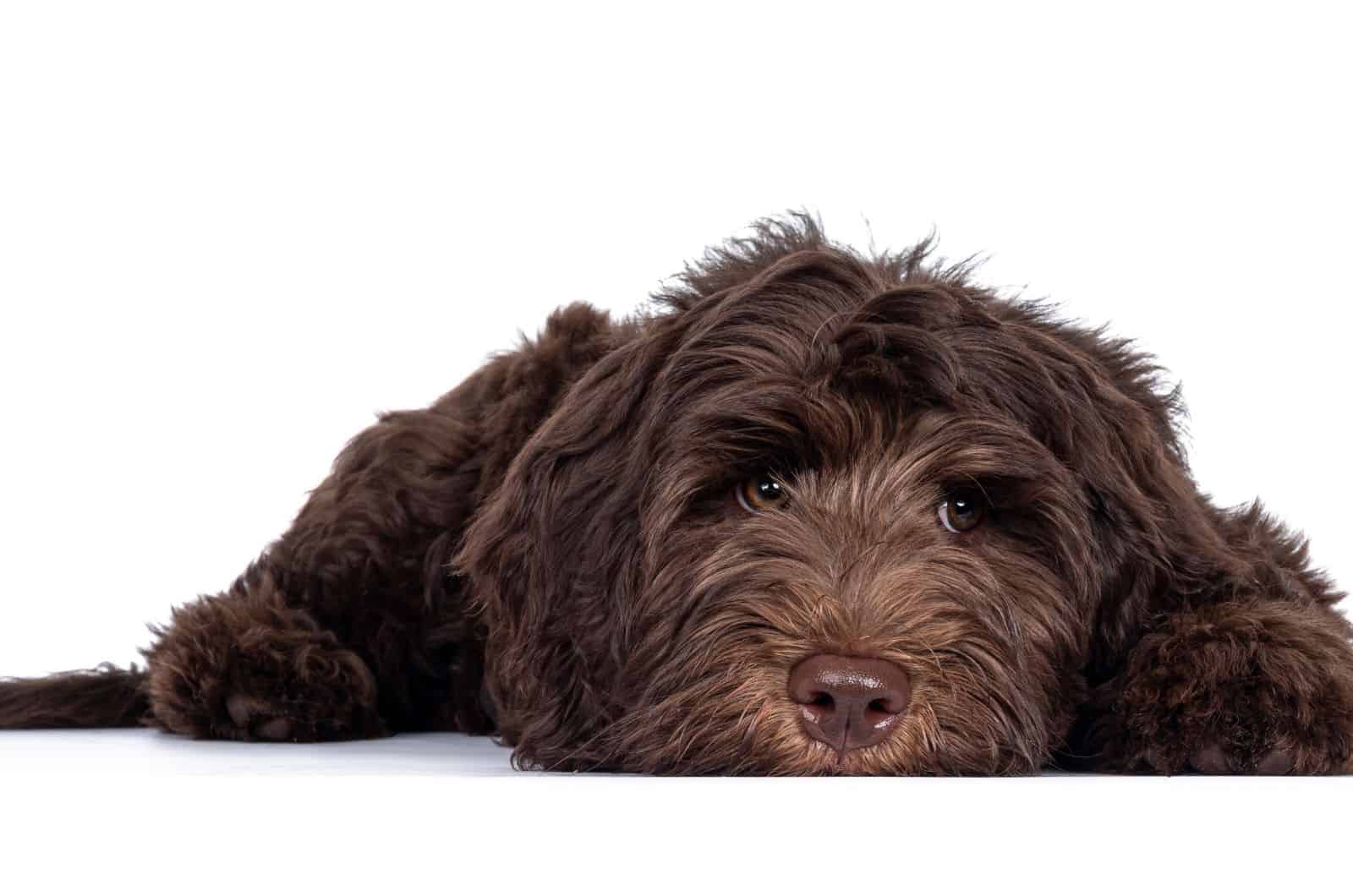 Straight Hair Labradoodle lying