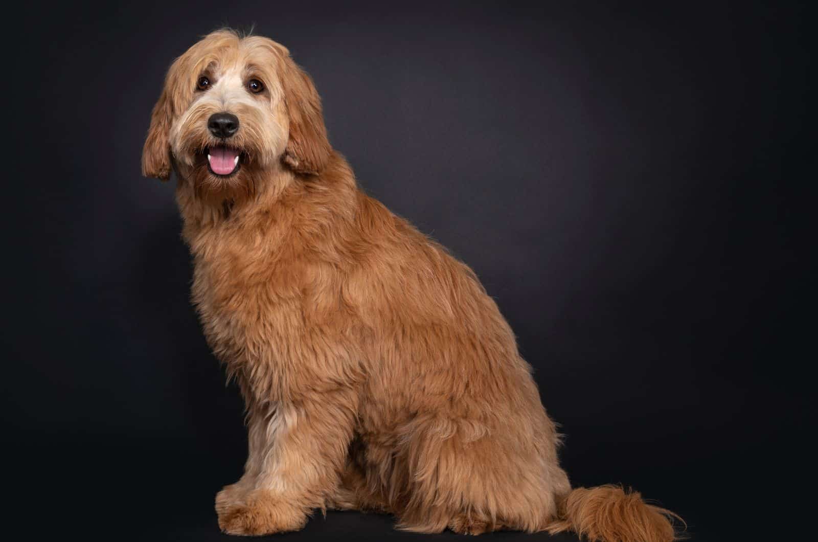 Straight Hair Labradoodle posing for photo