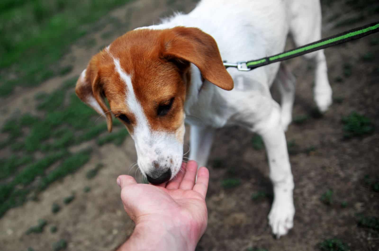 stranger pets dog on street