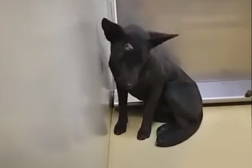 stray black dog hiding in the corner