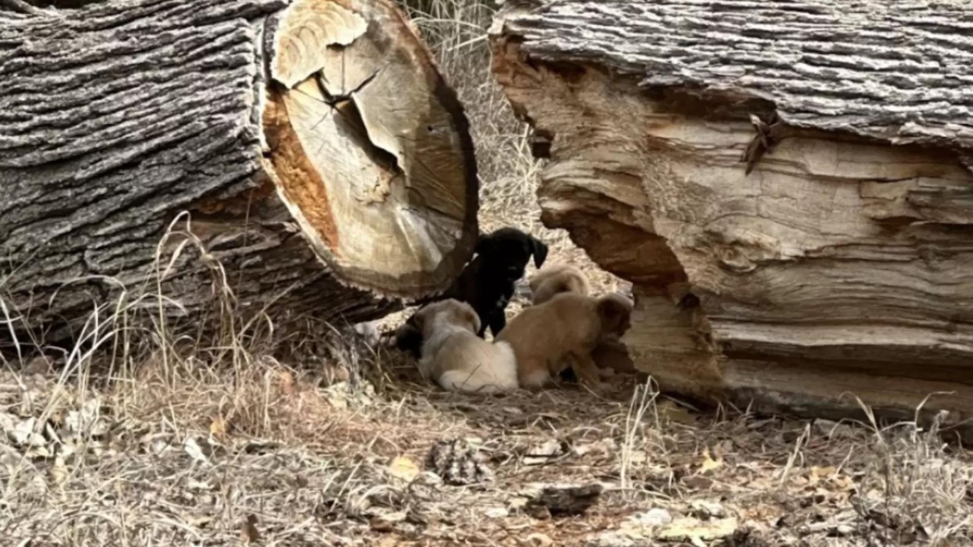 Stray Mama Dog Begged A Random Woman For Help And The Reason Is Truly Heartwarming