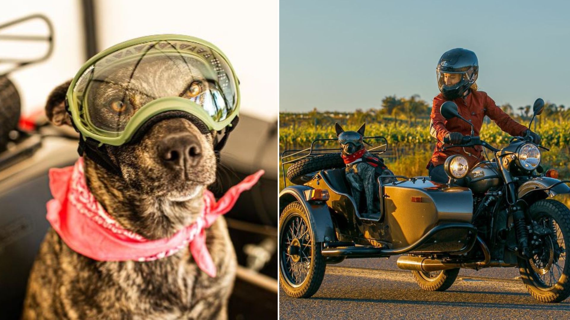 Stray Dog Chooses Her Own Momma, Now They Have A Blast Riding A Sidecar