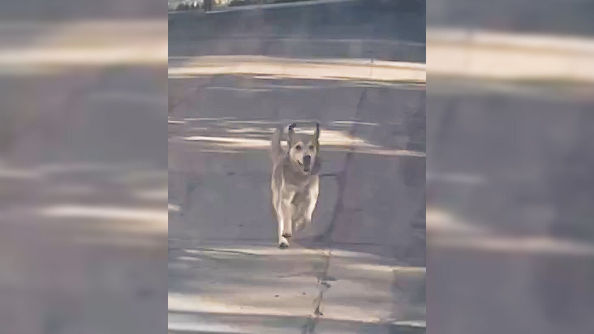 Stray Dog Followed A Woman’s Car Until She Gave Up And Took Him In