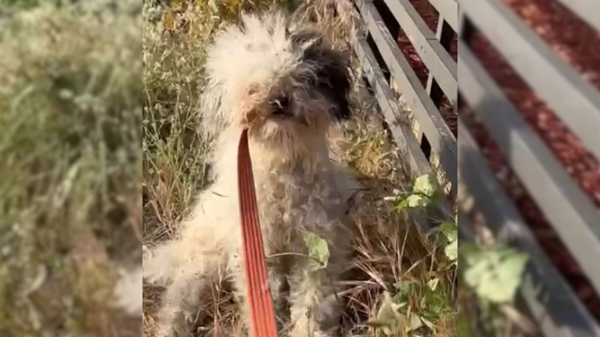 Stray Dog With Severely Matted Coat Leaves Rescuers In Shock With Her Sweet Secret 