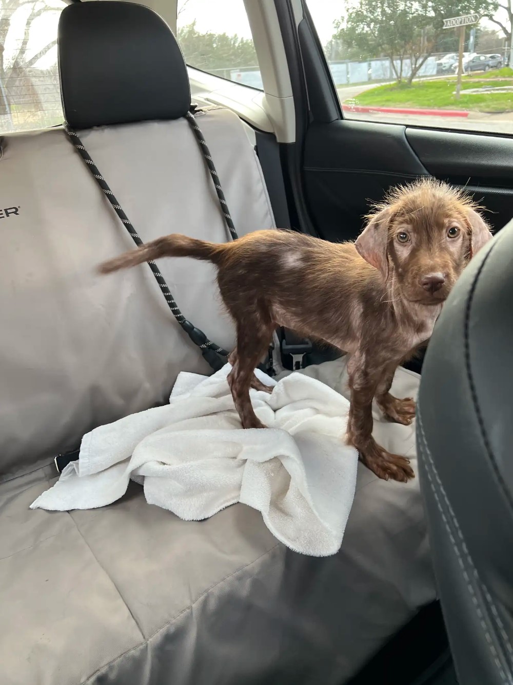 stray dog in a car