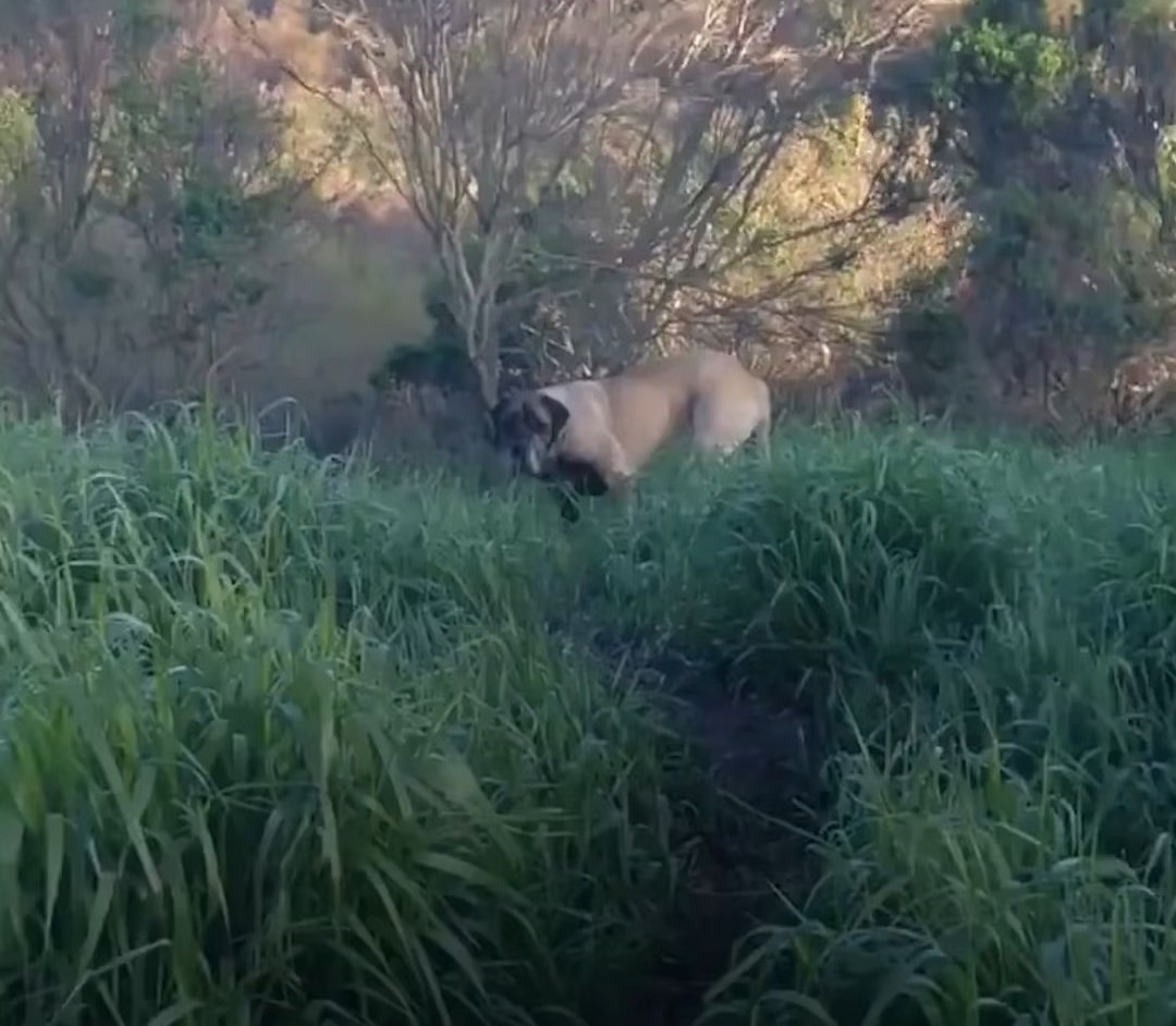 stray dog in grass