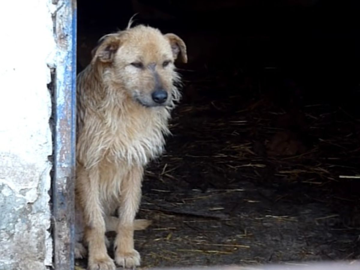 stray dog in the shed