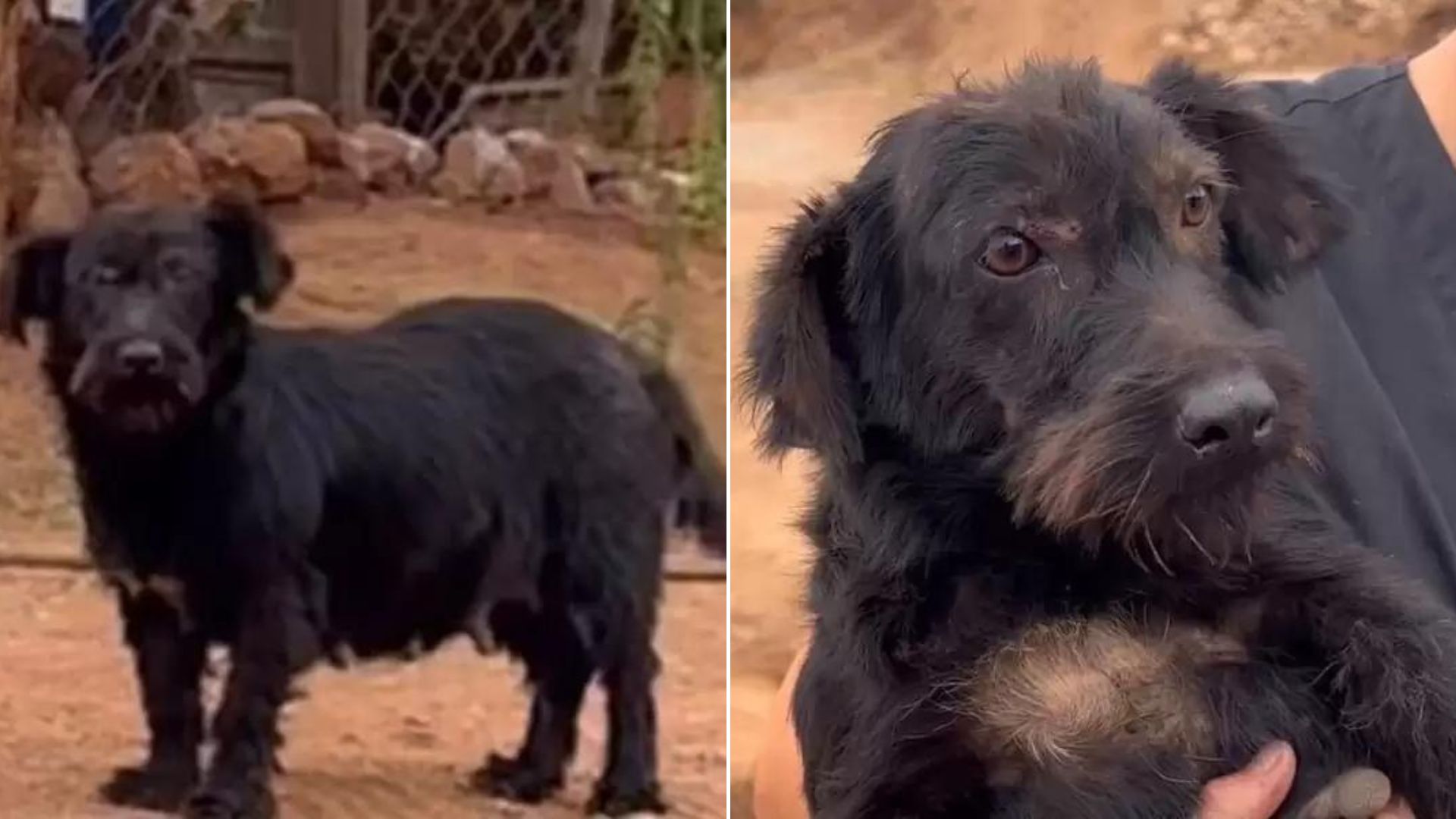 Stray Dog Living In An Abandoned House Hopes Someone Will Adopt Her