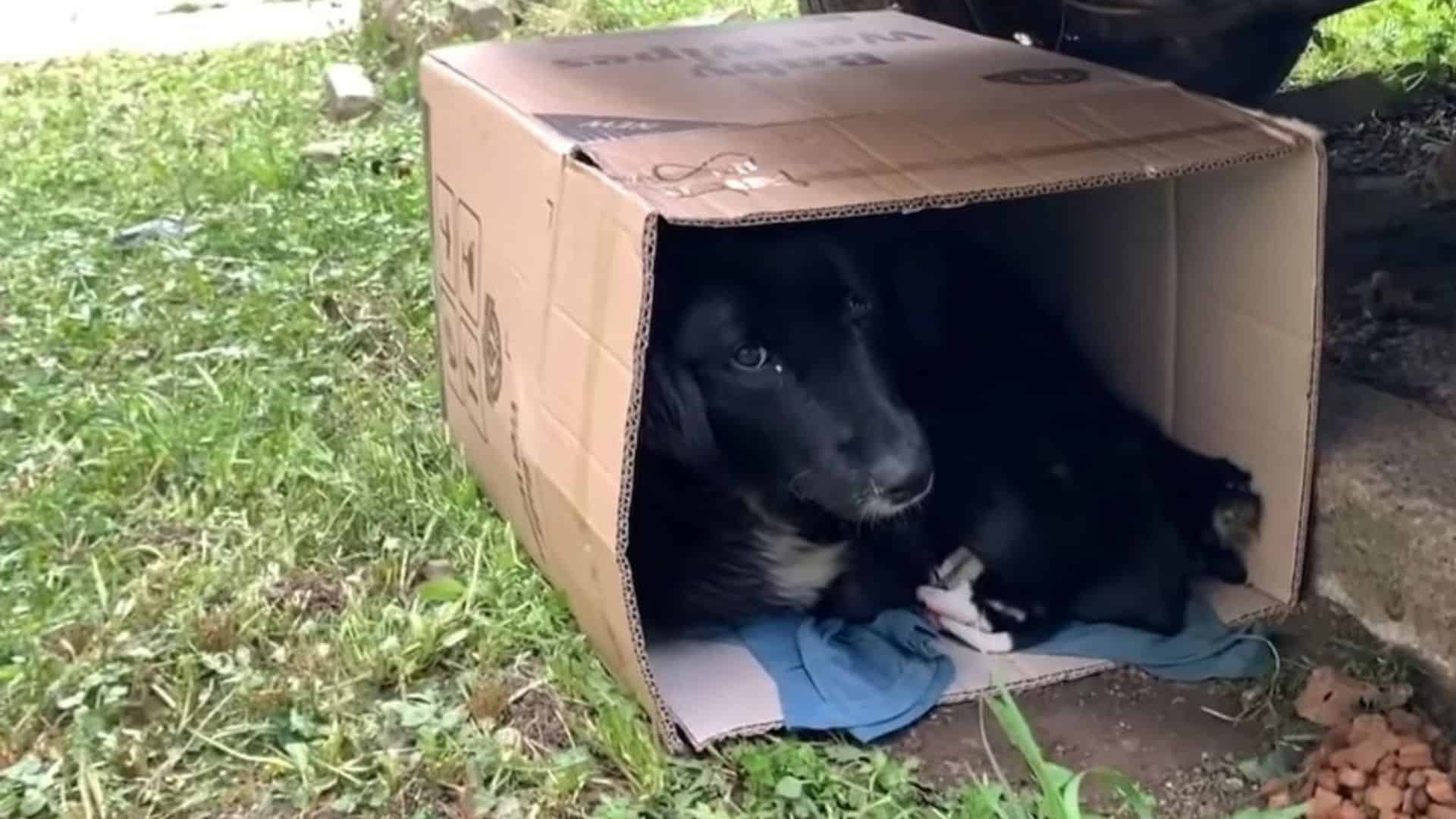 Mama Dog Who Was Sheltering Her Litter In A Cardboard Box Got Rescued In The Last Moment